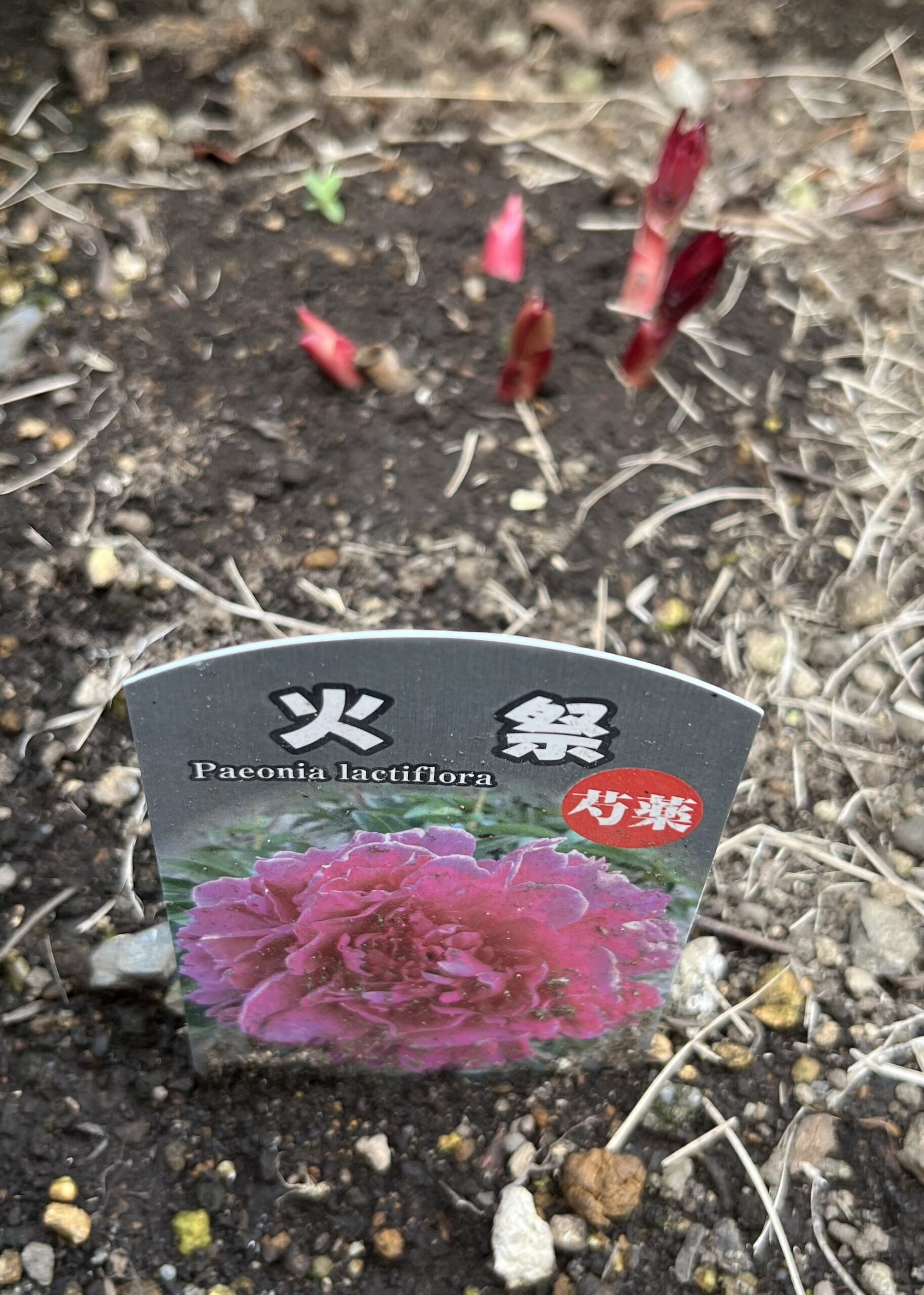 撮影：2026.3.22（日）