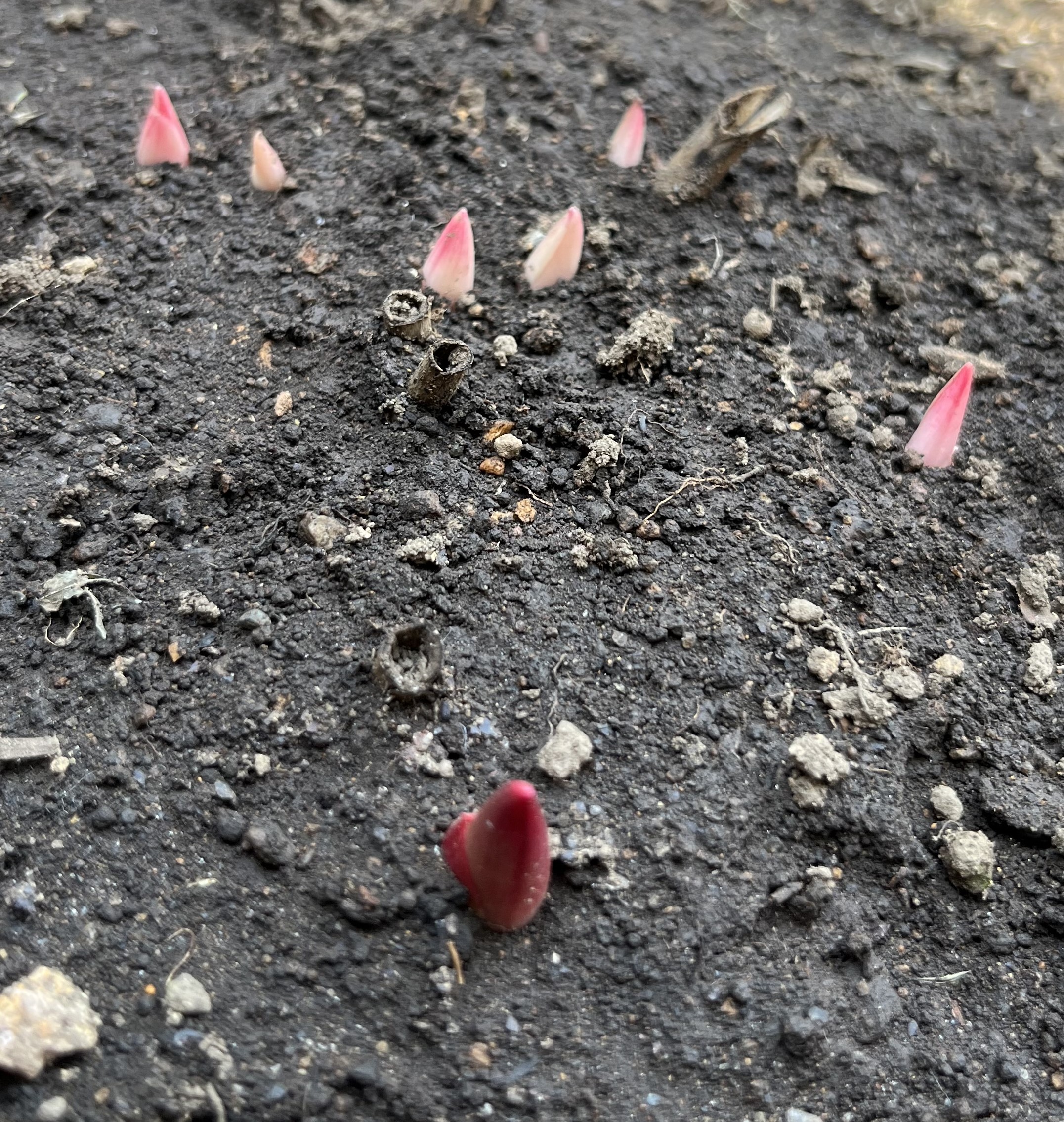 撮影：2026.3.22（日）