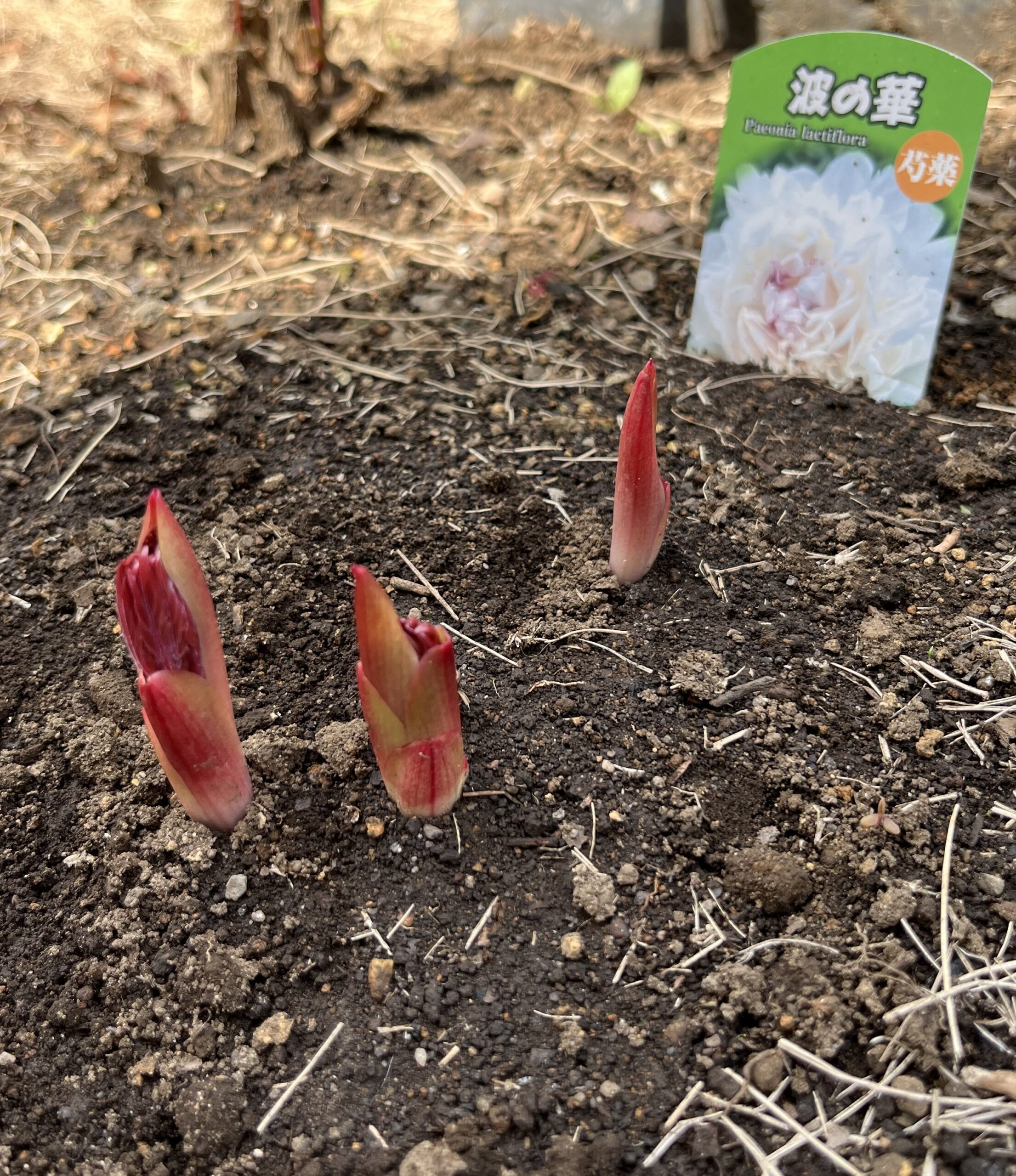 撮影：2026.3.22（日）