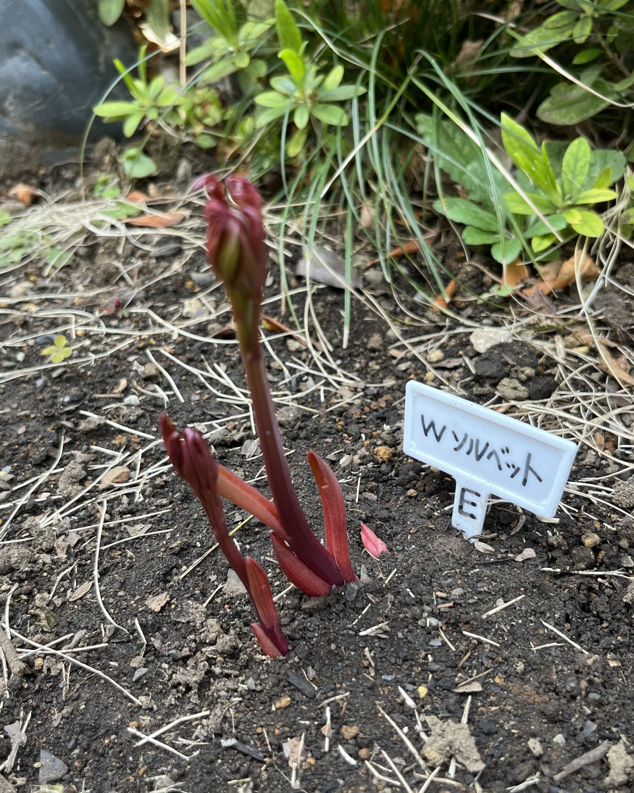 撮影：2026.3.22（日）