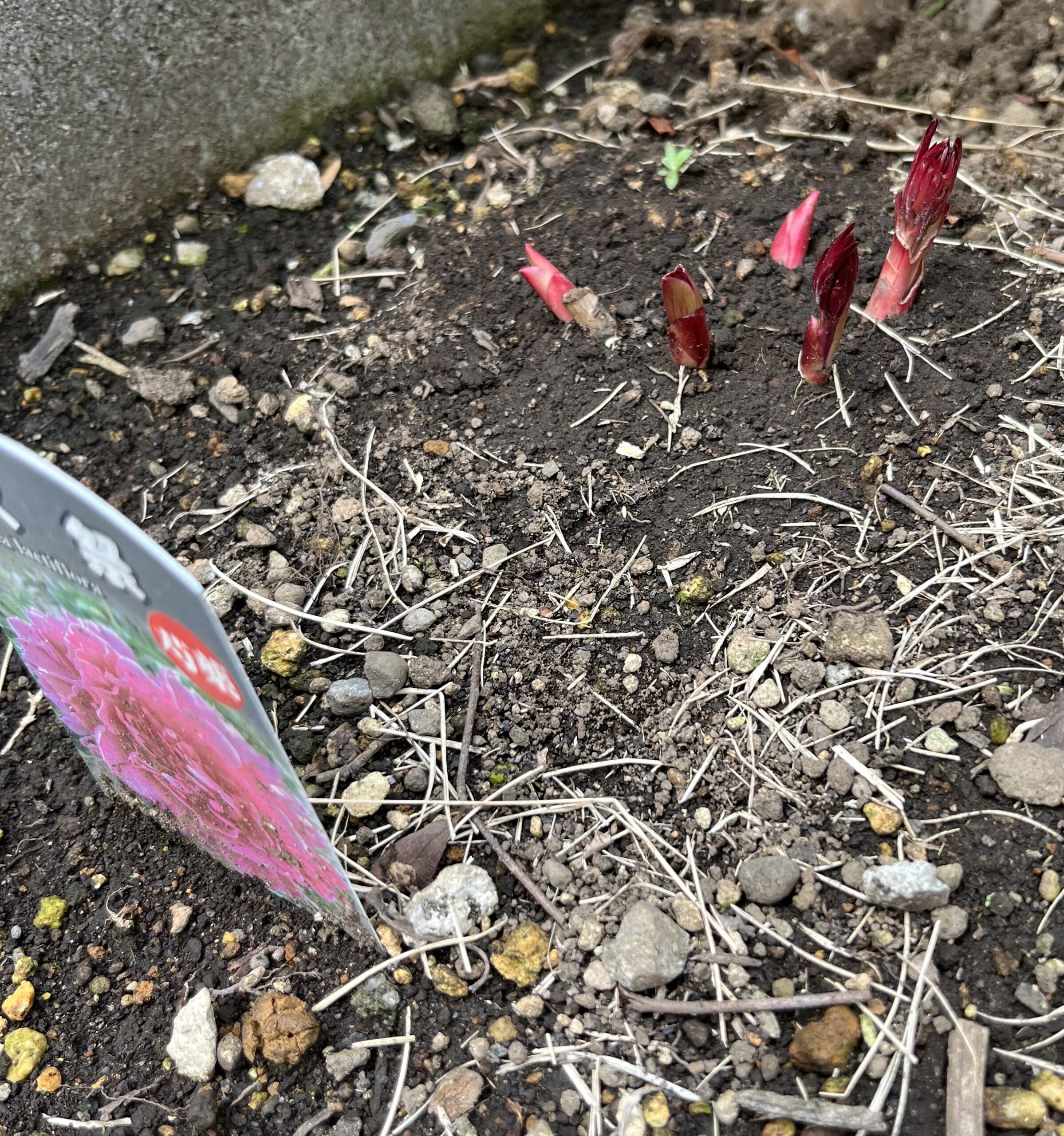 撮影：2026.3.22（日）