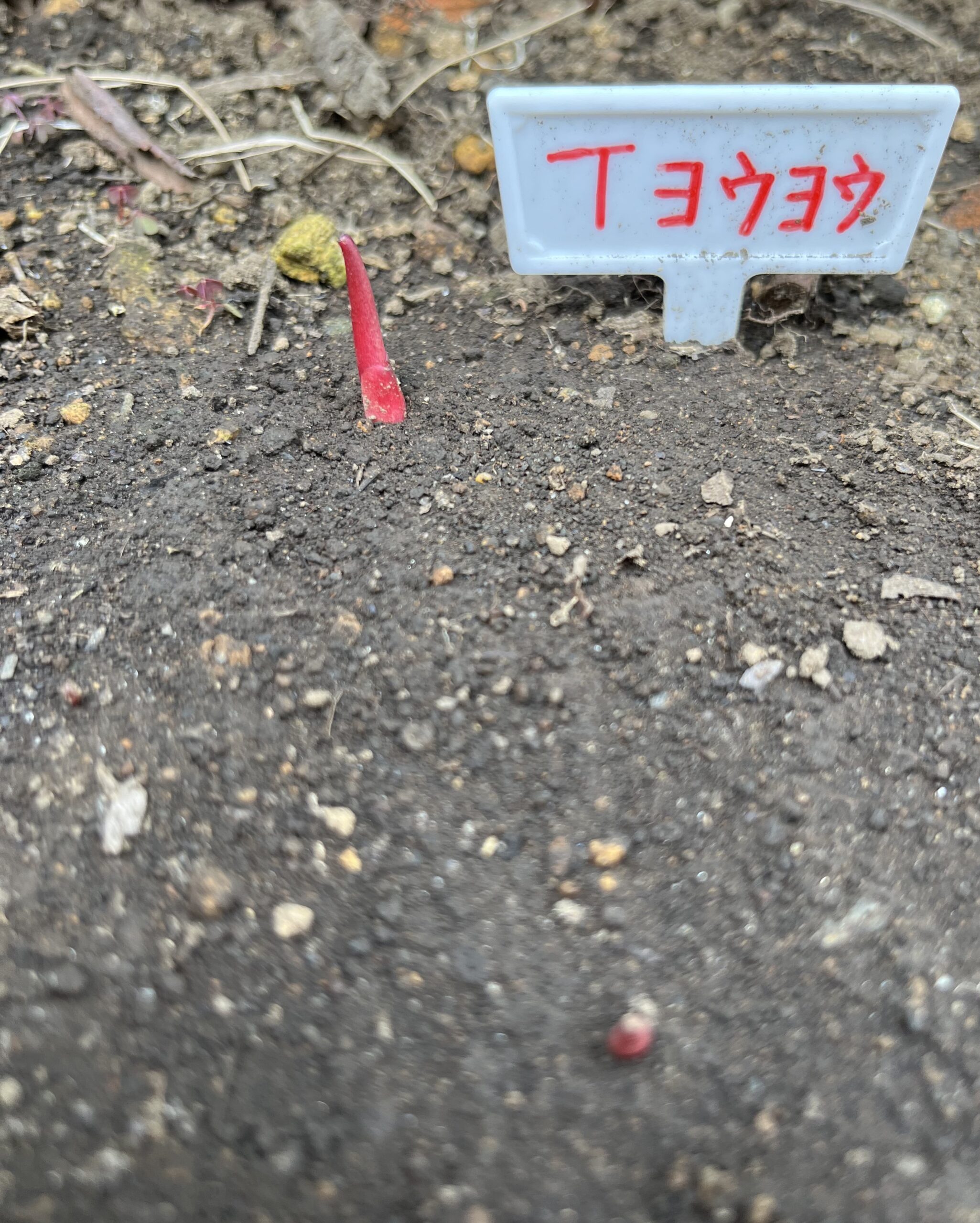 撮影：2026.3.22（日）