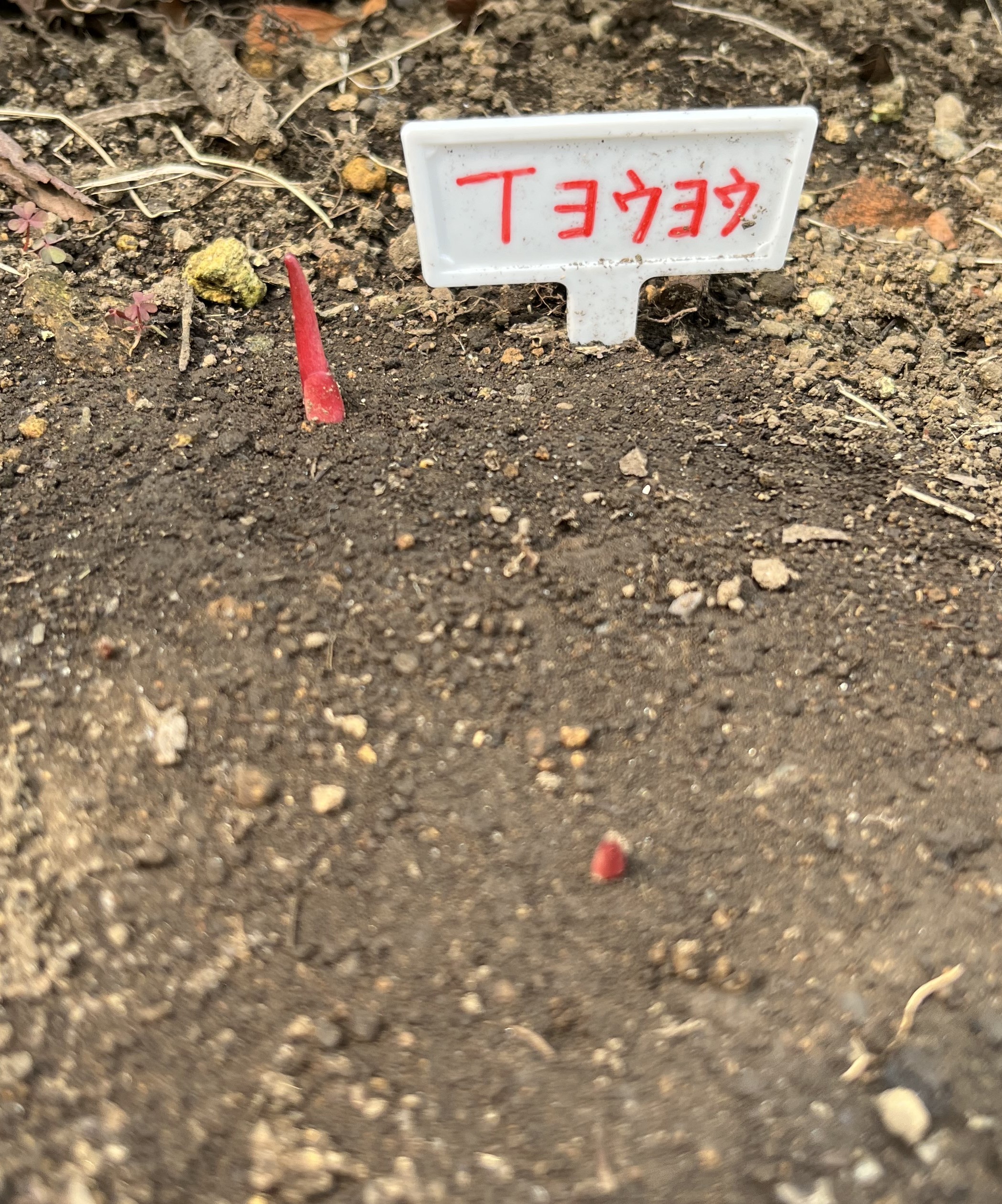 撮影：2026.3.22（日）