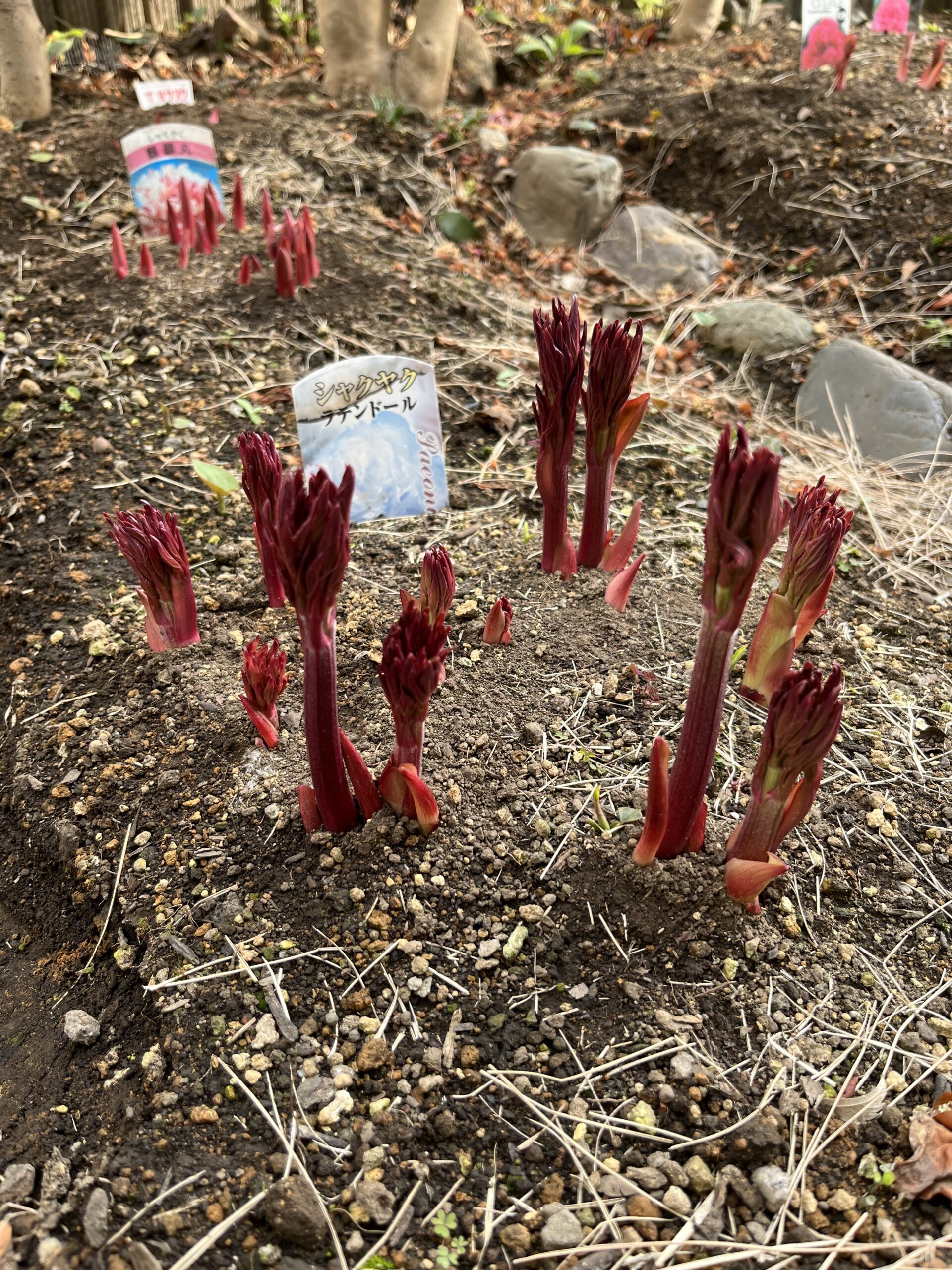 撮影：2026.3.22（日）