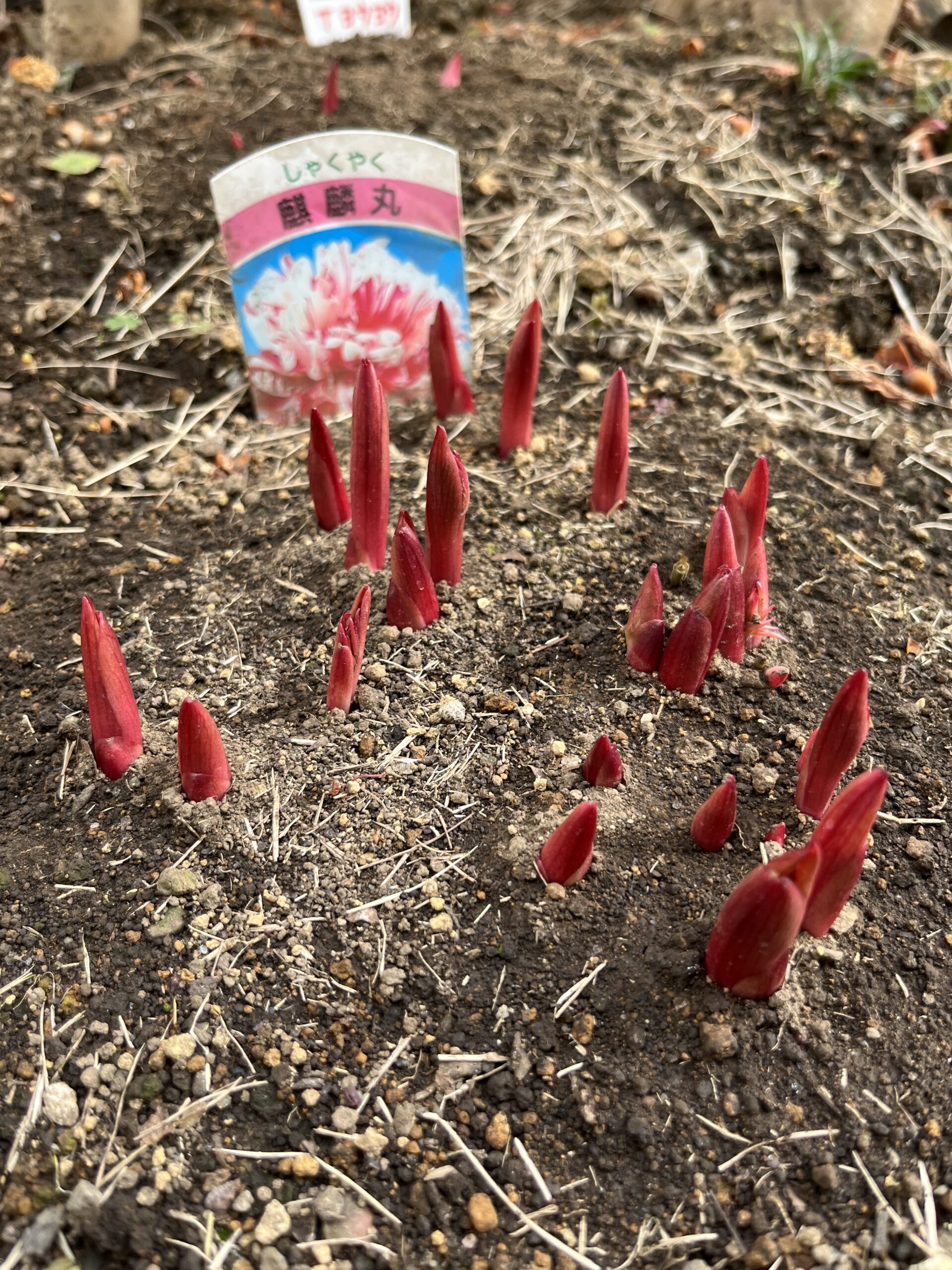 撮影：2026.3.22（日）