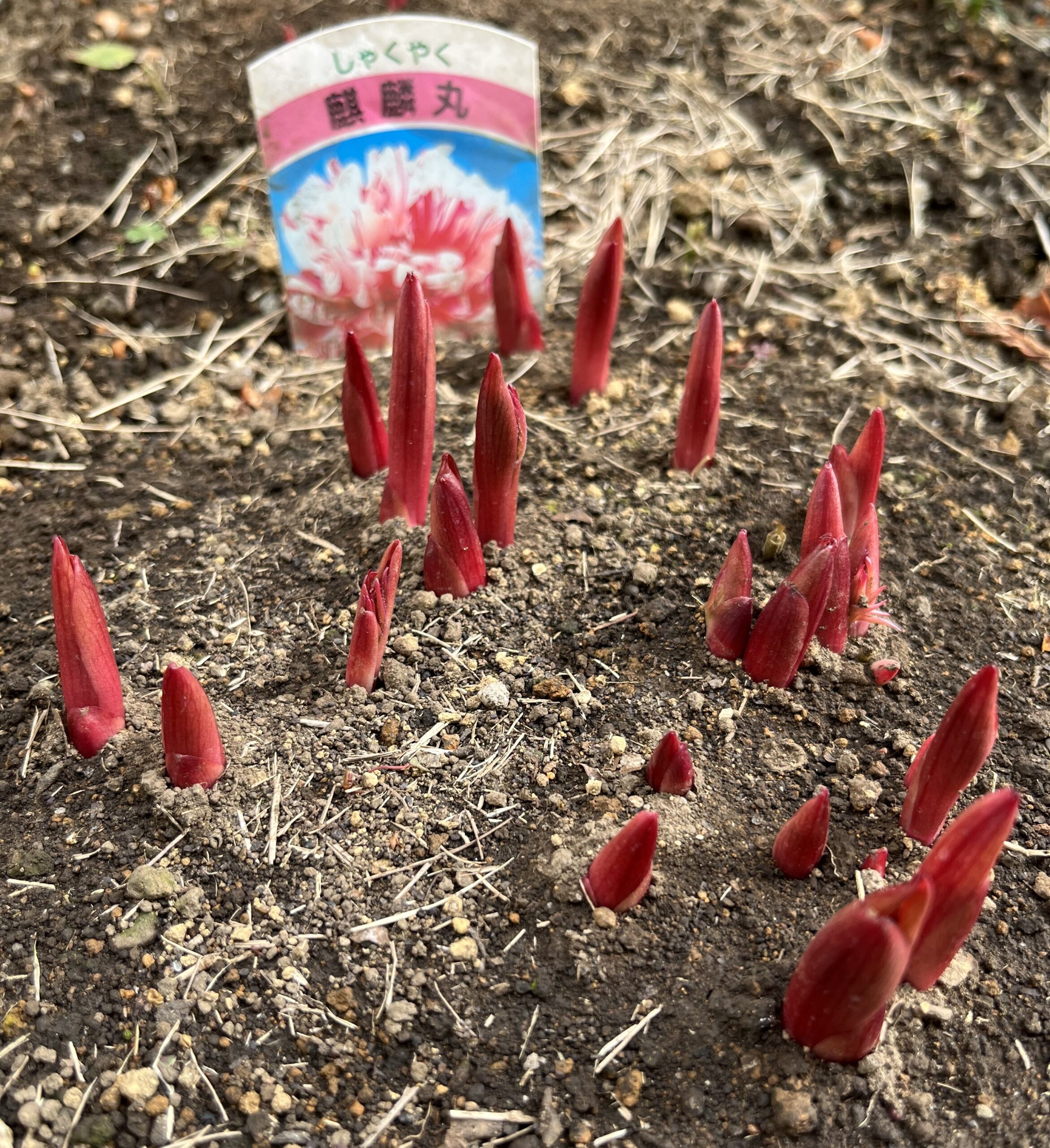 撮影：2026.3.22（日）