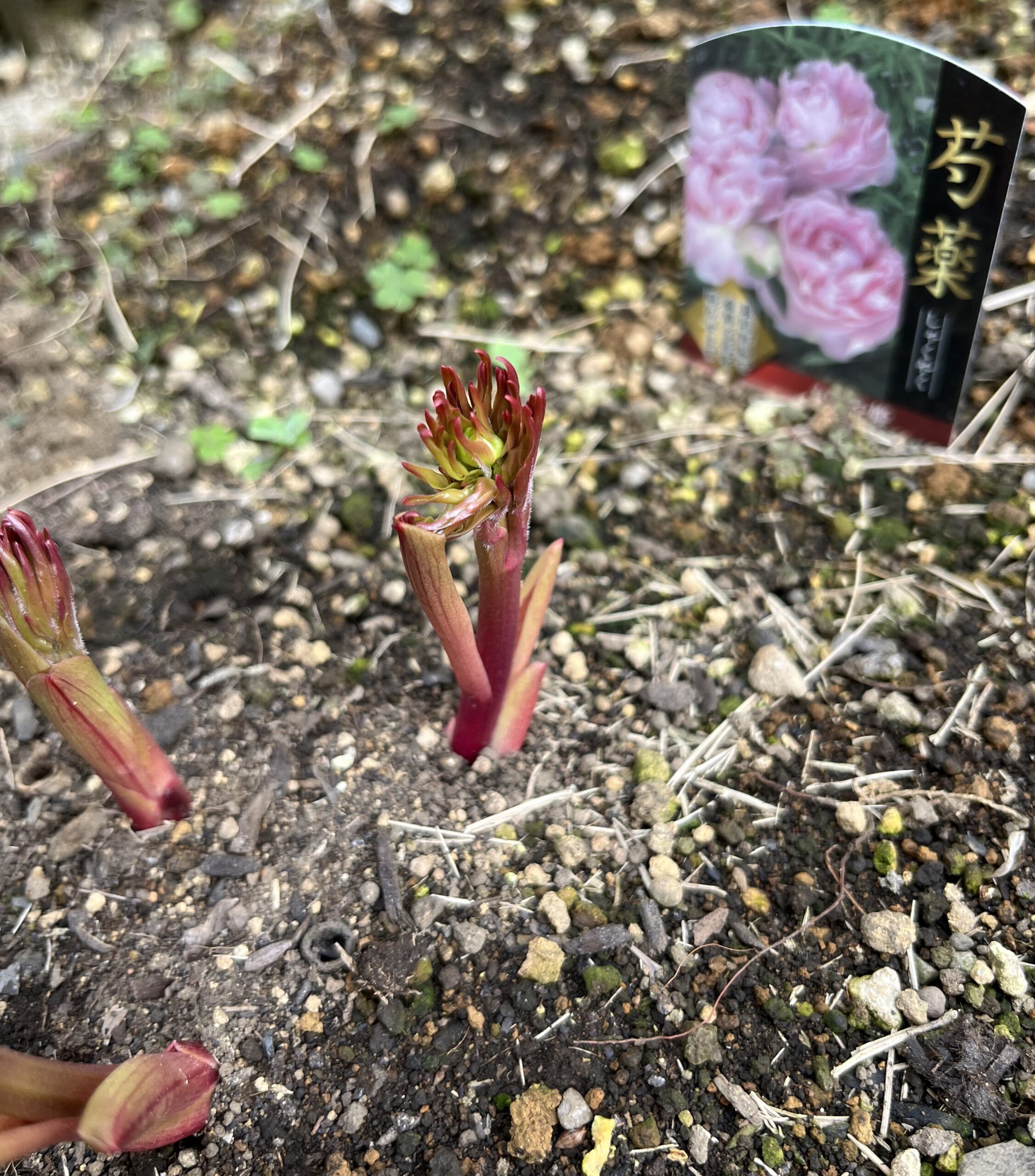 撮影:2026.3.22(日)