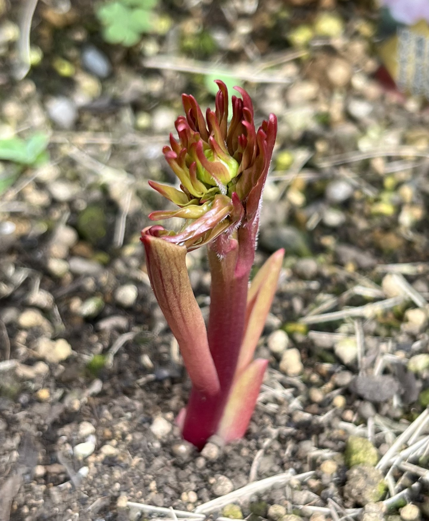 撮影:2026.3.22(日)