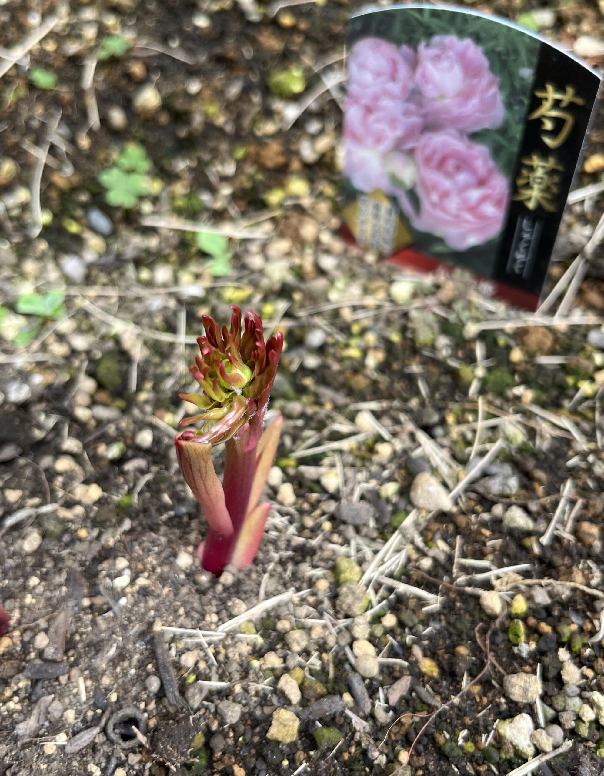 撮影:2026.3.22(日)