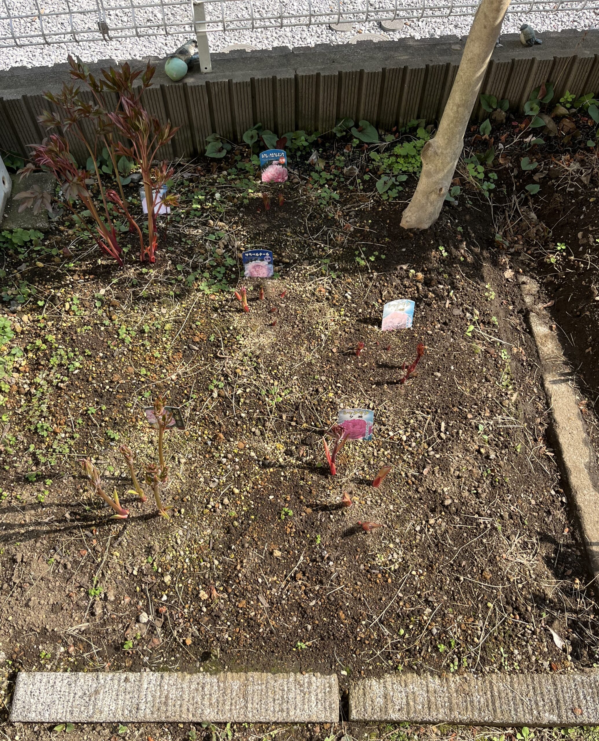 撮影：2026.3.29（日）