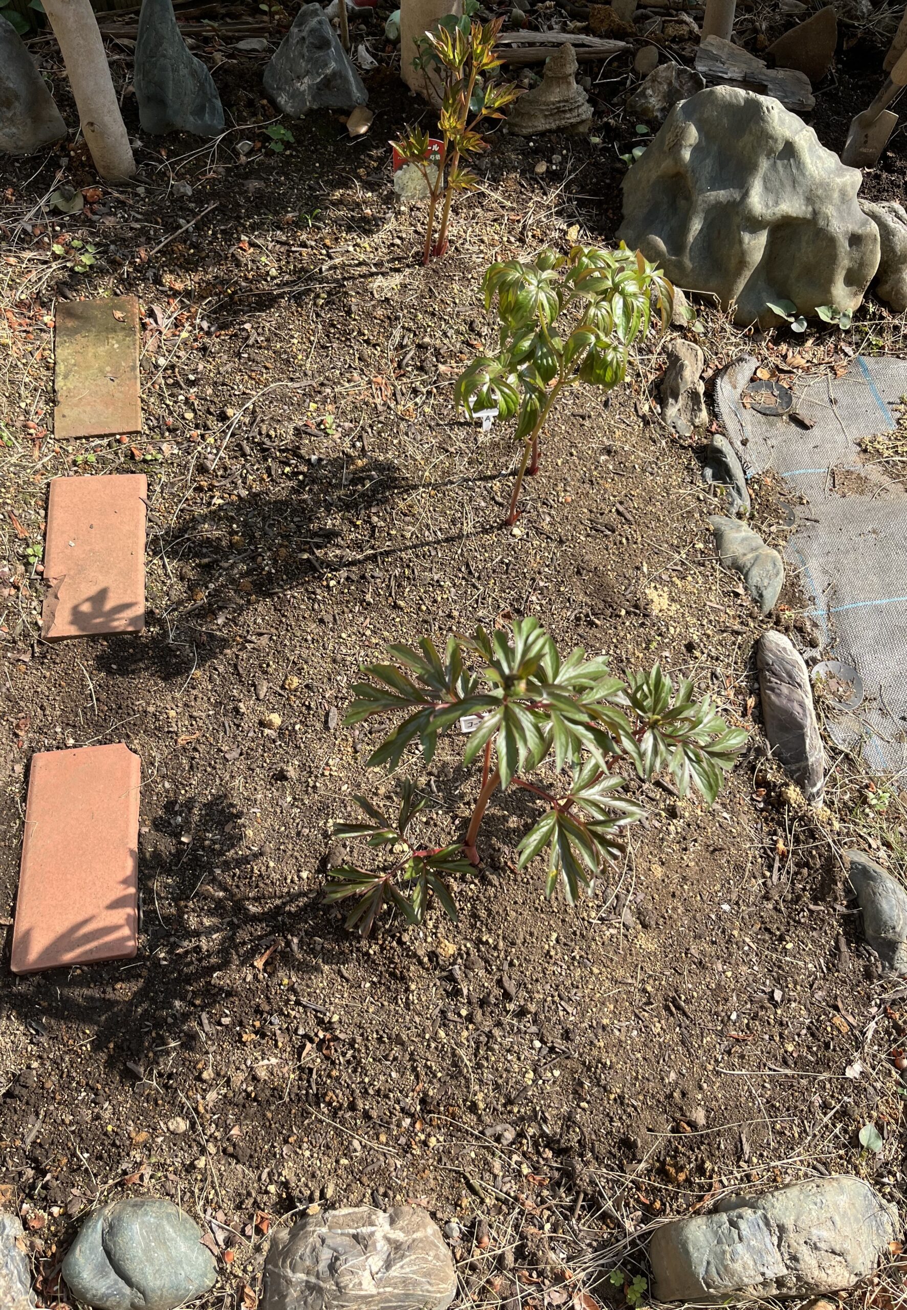 ④パーツ。撮影：2026.3.29（日）