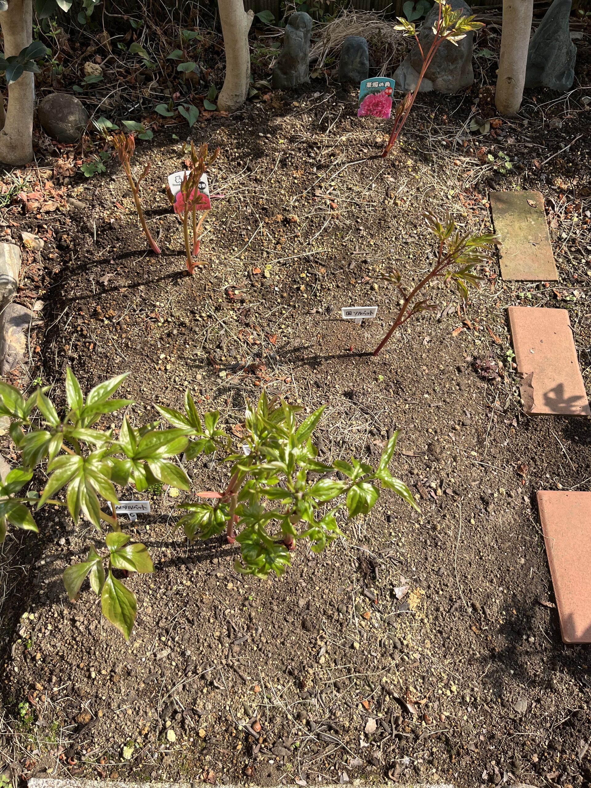 ③パーツ。撮影：2026.3.29（日）