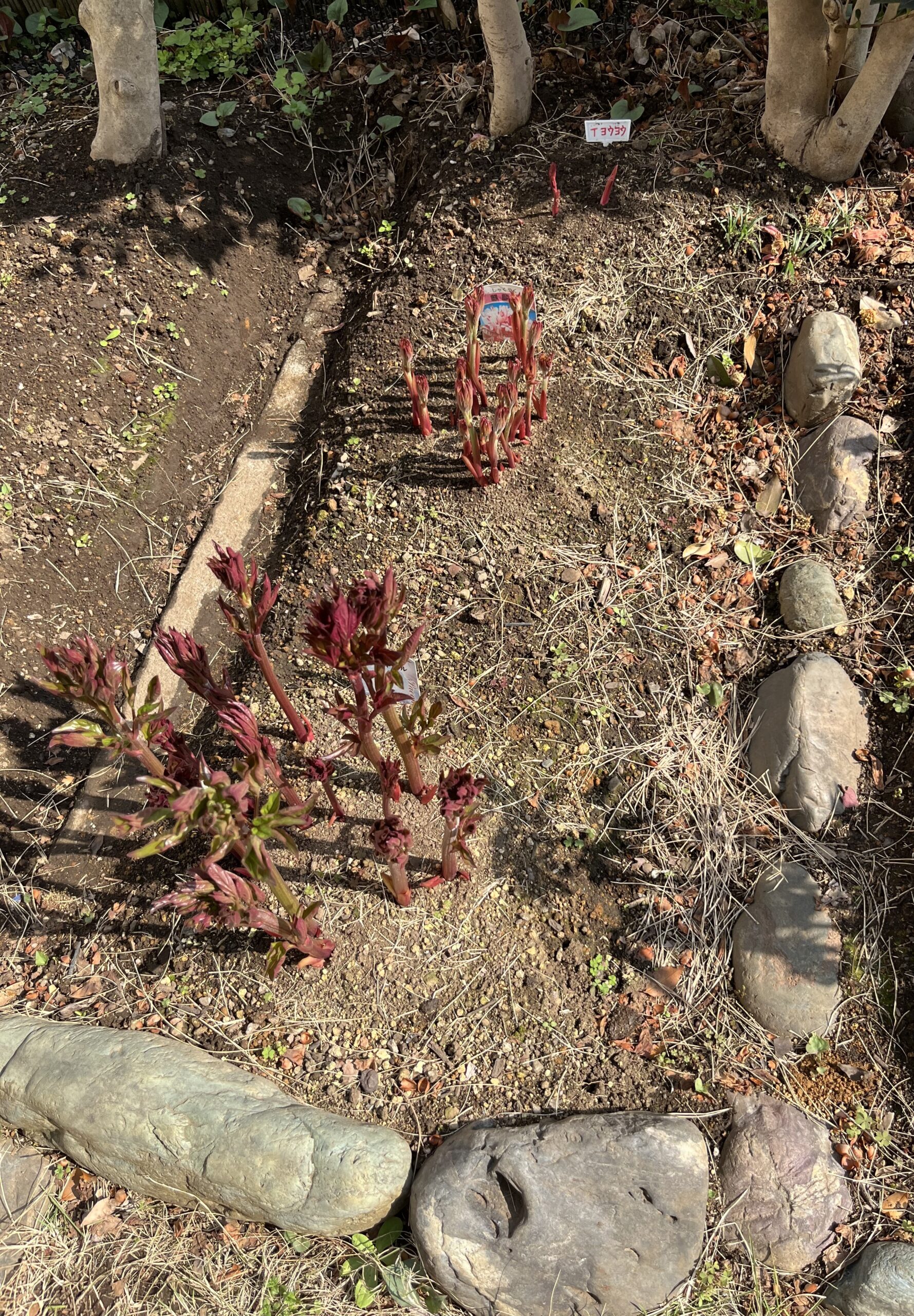 撮影：2026.3.29（日）