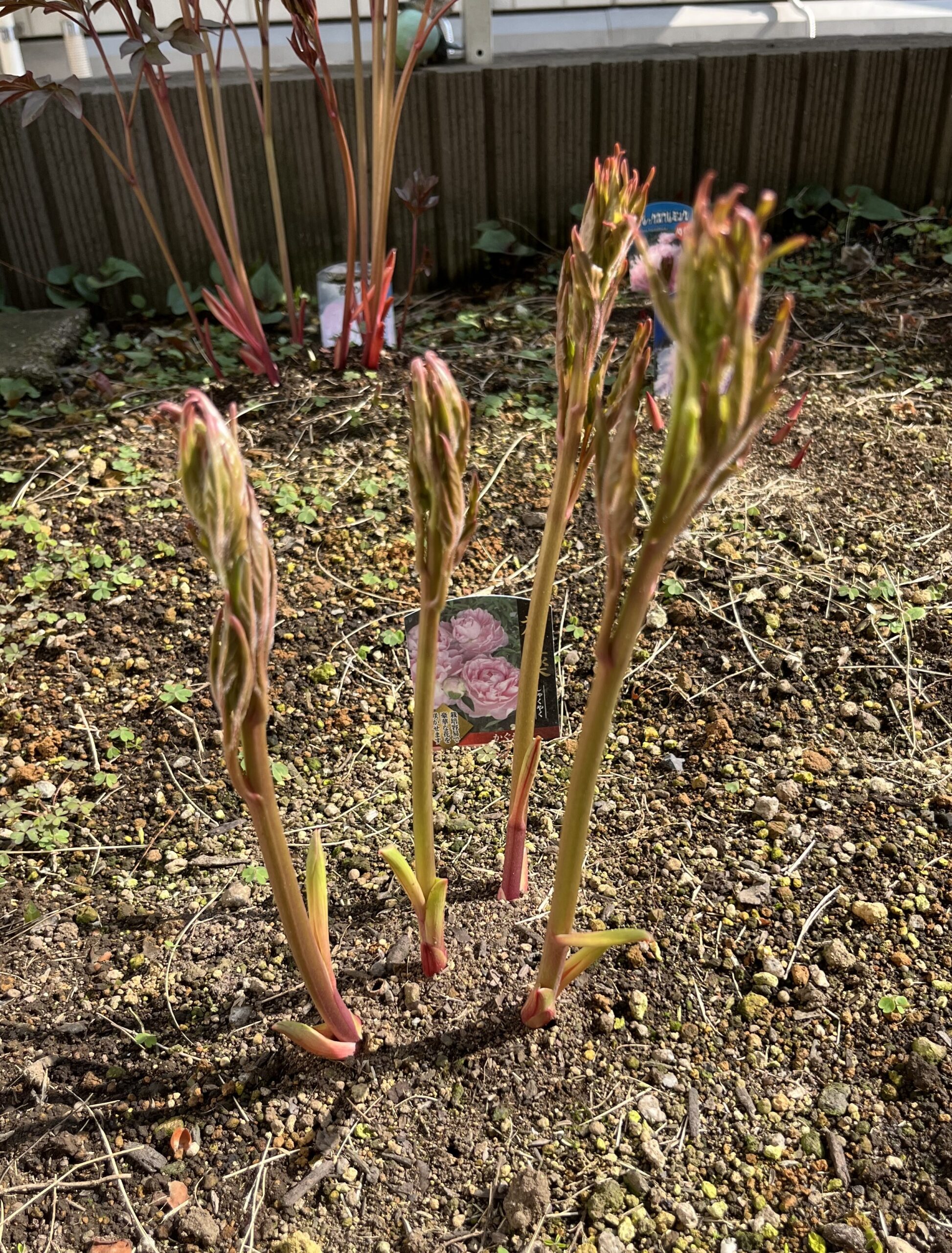 撮影：2026.3.29（日）