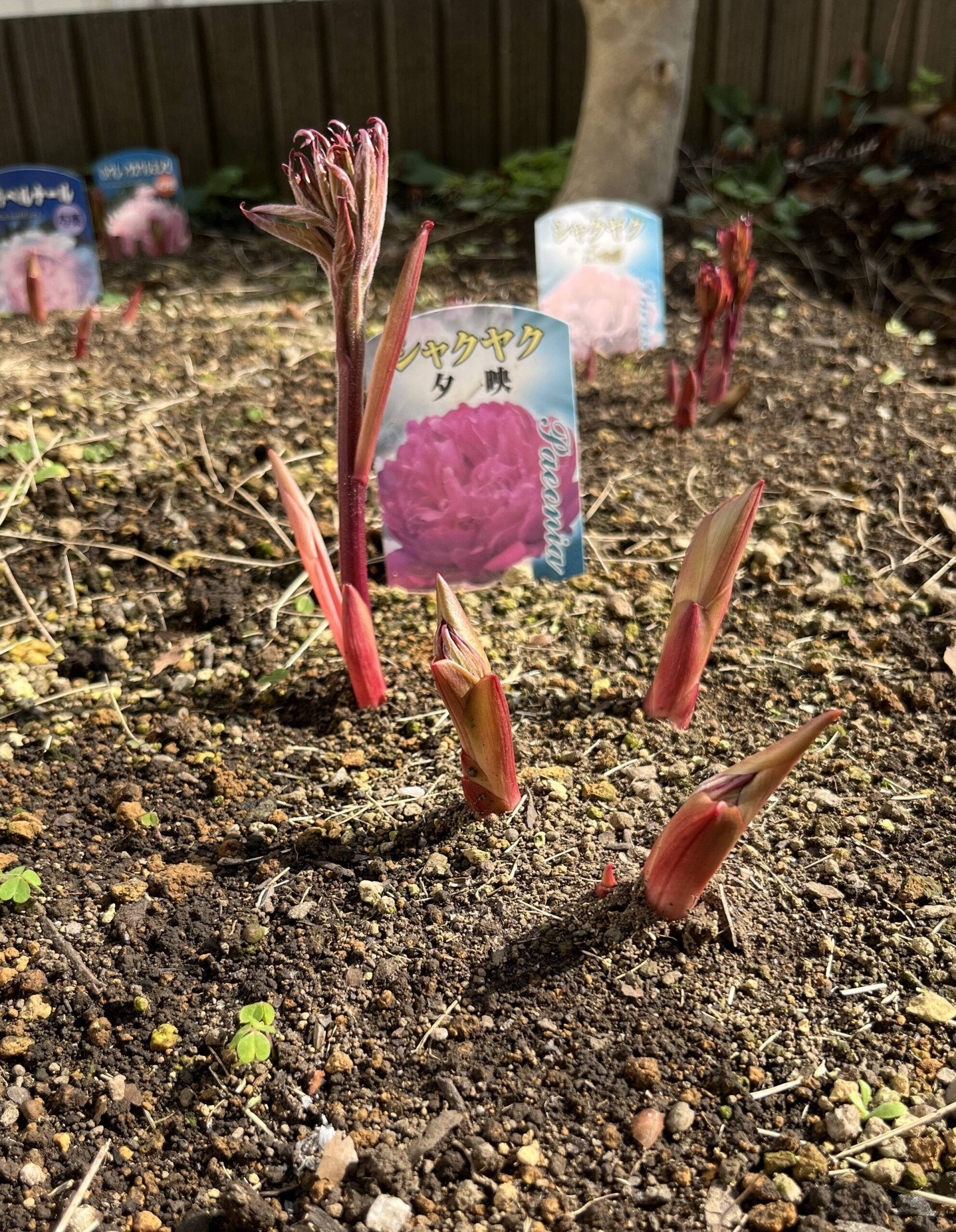 撮影：2026.3.29（日）