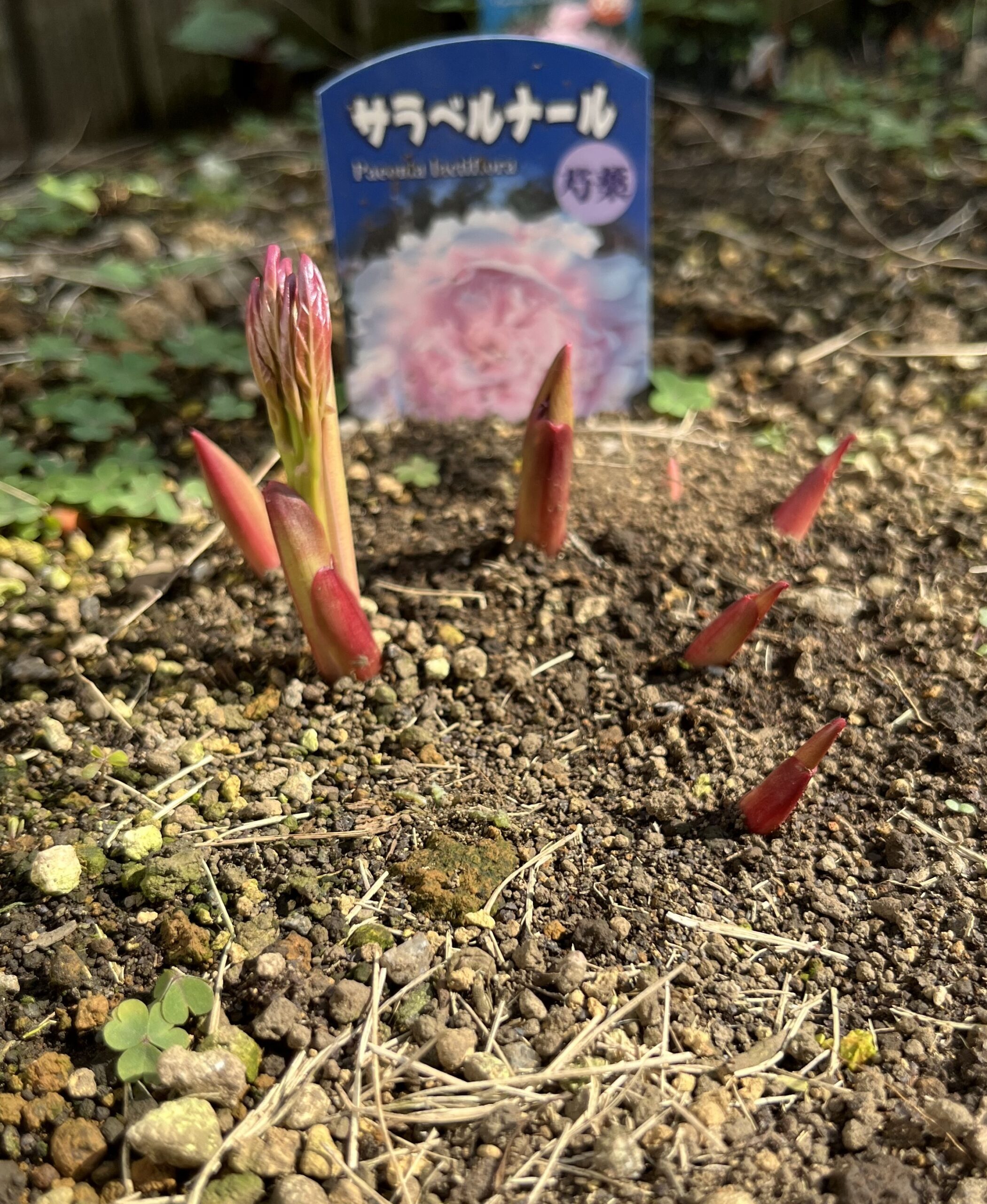 撮影：2026.3.29（日）