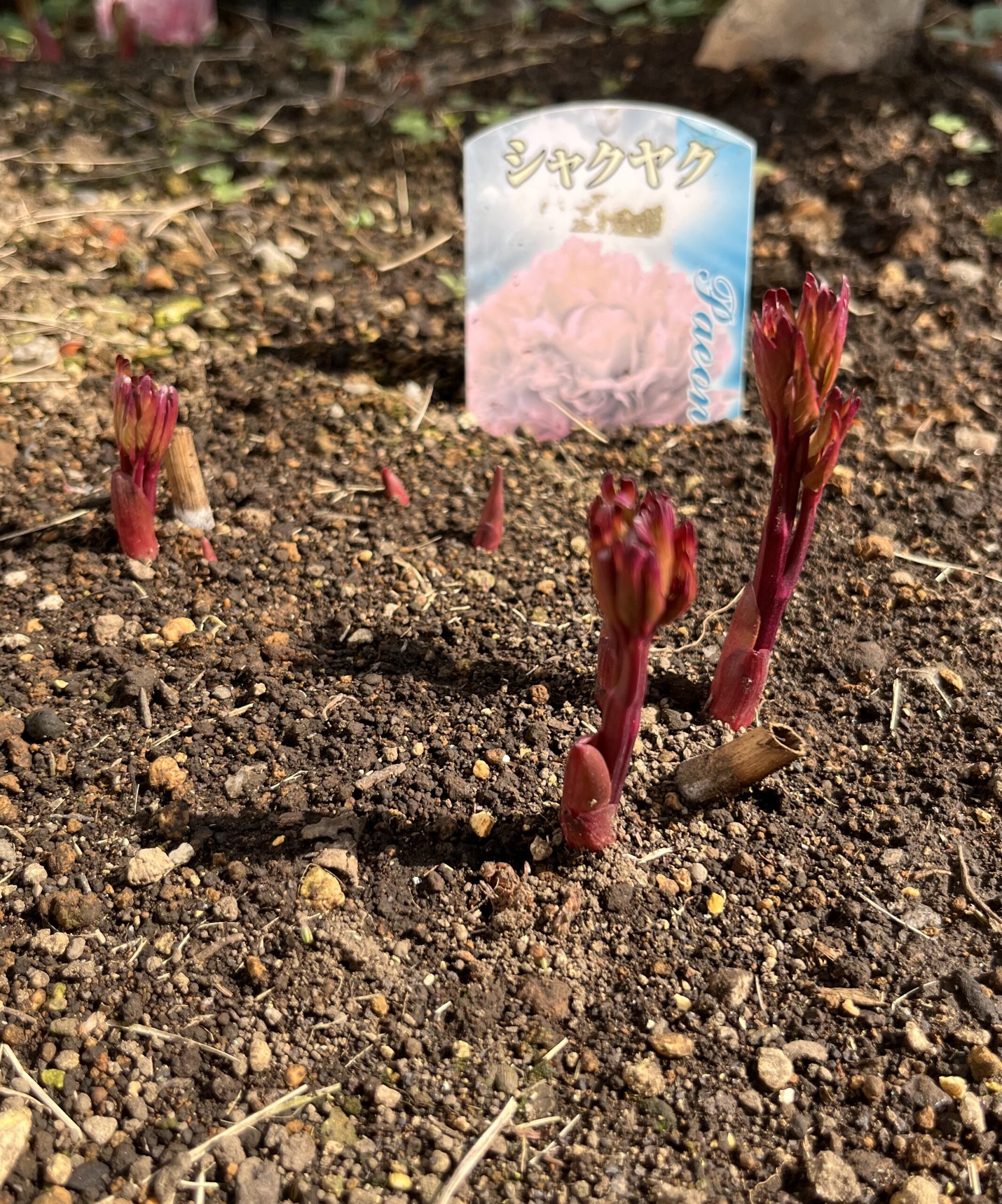 撮影：2026.3.29（日）