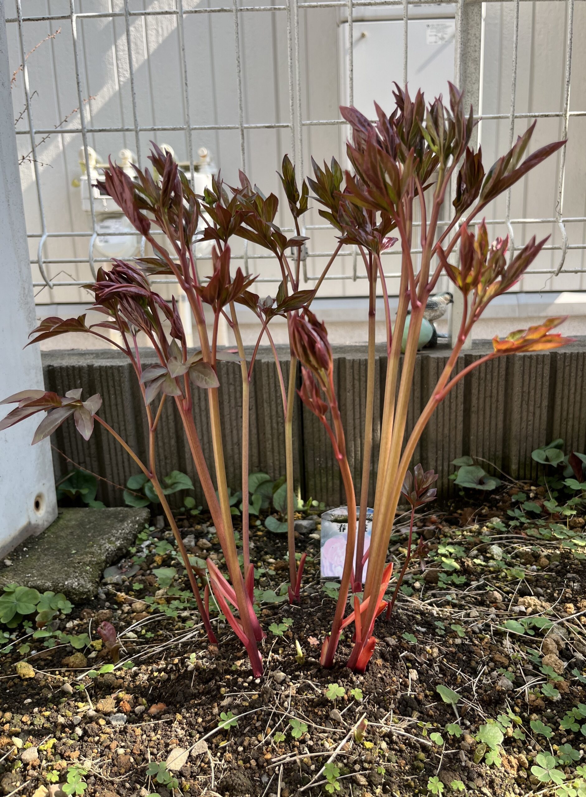 撮影：2026.3.29（日）