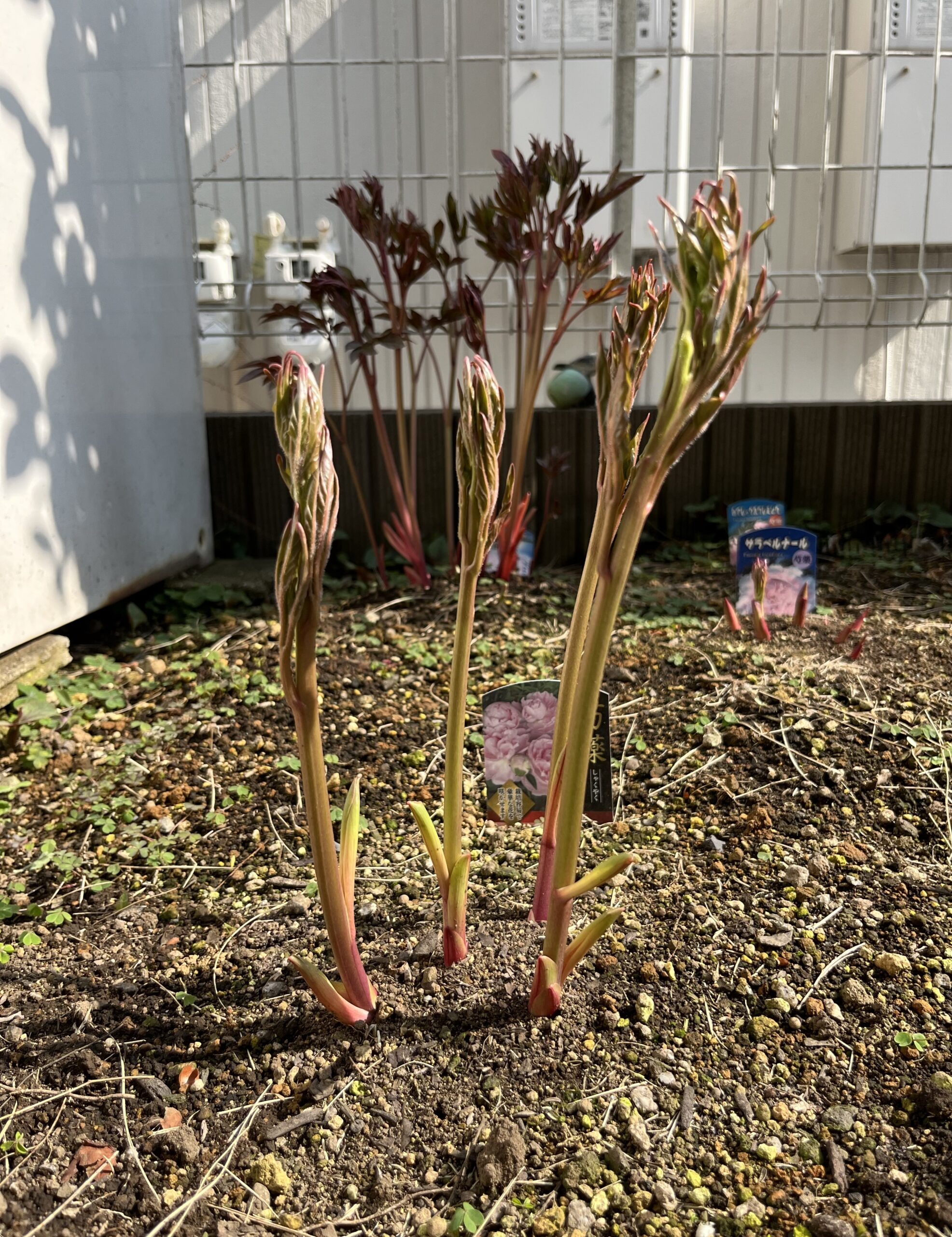 撮影：2026.3.29（日）