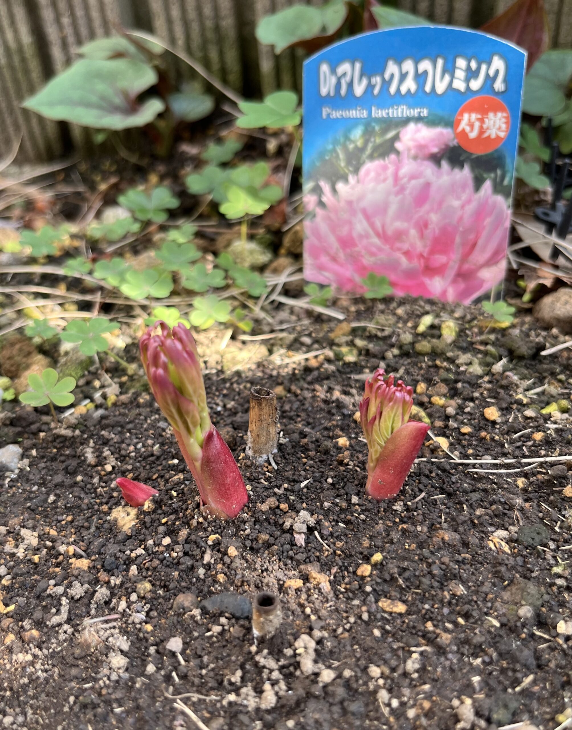 撮影：2026.3.29（日）