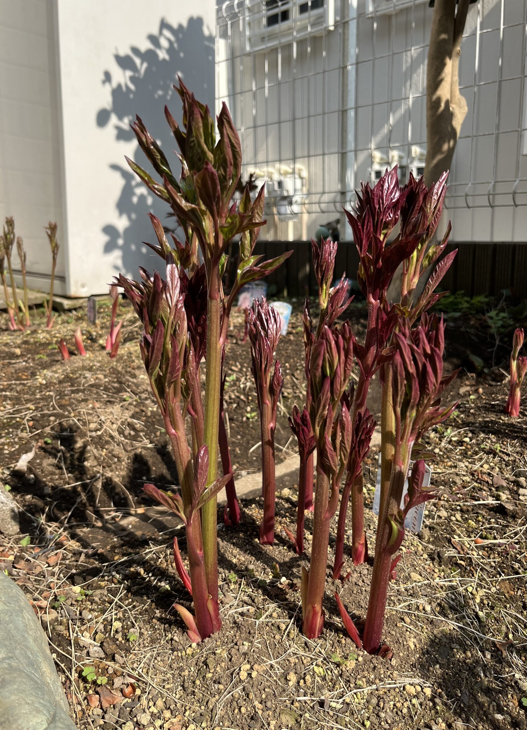 撮影：2026.3.29（日）