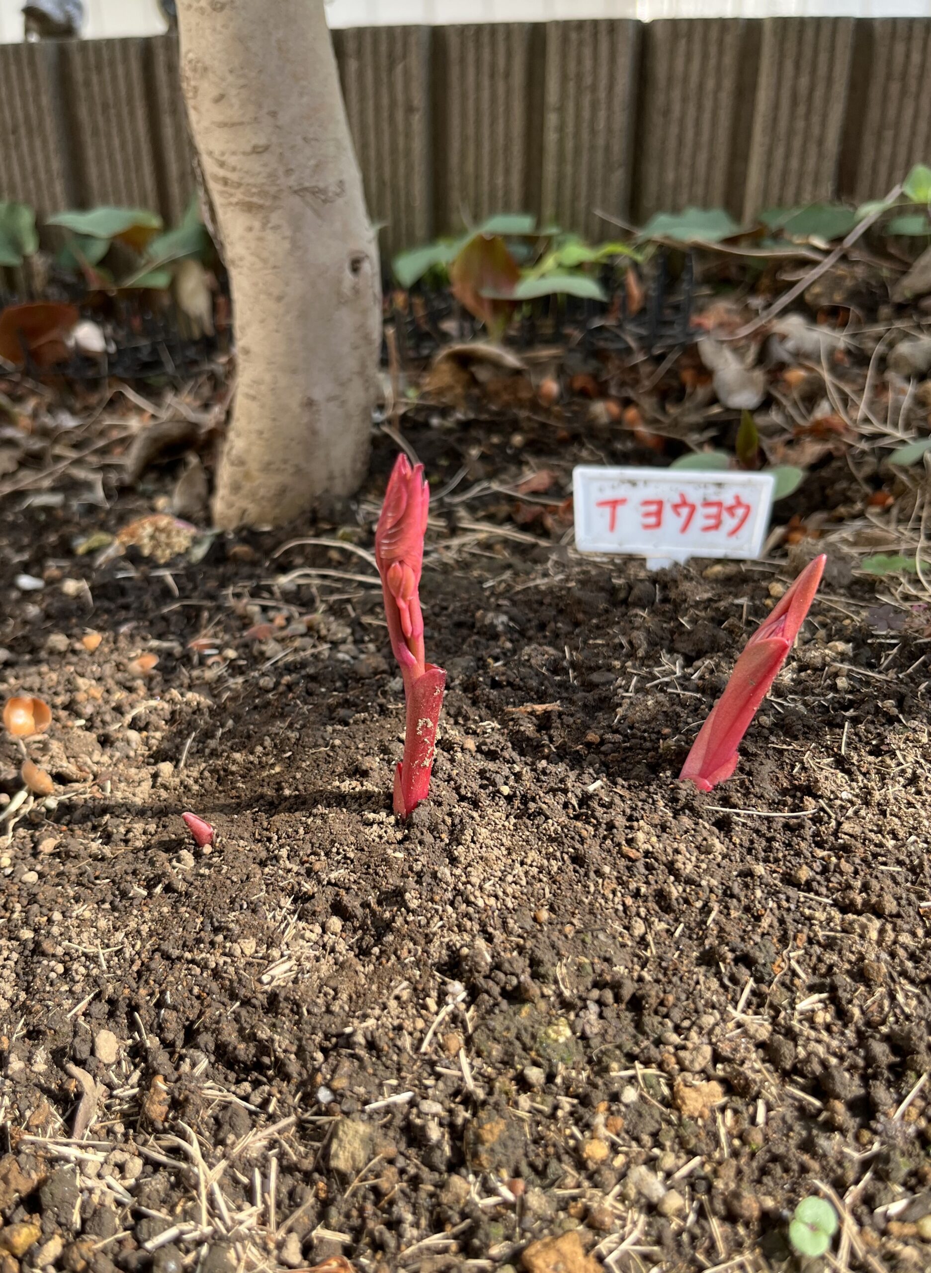 撮影：2026.3.29（日）