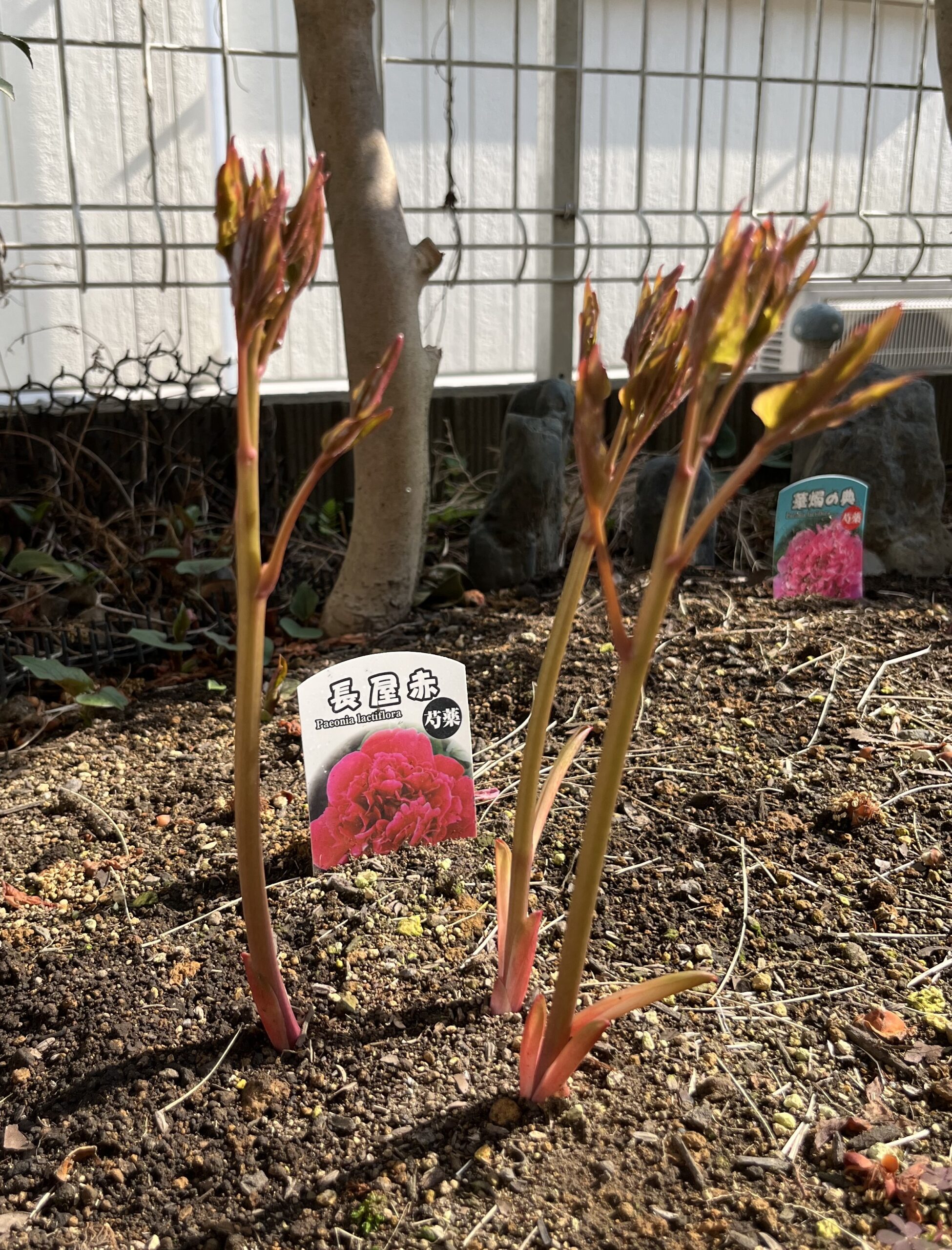 撮影：2026.3.29（日）