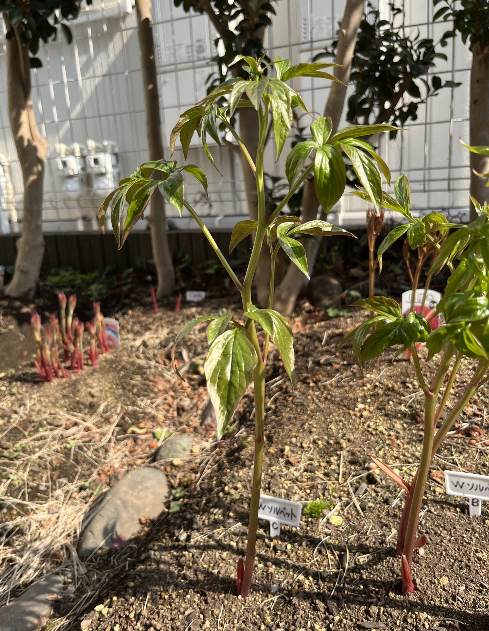 撮影：2026.3.29（日）