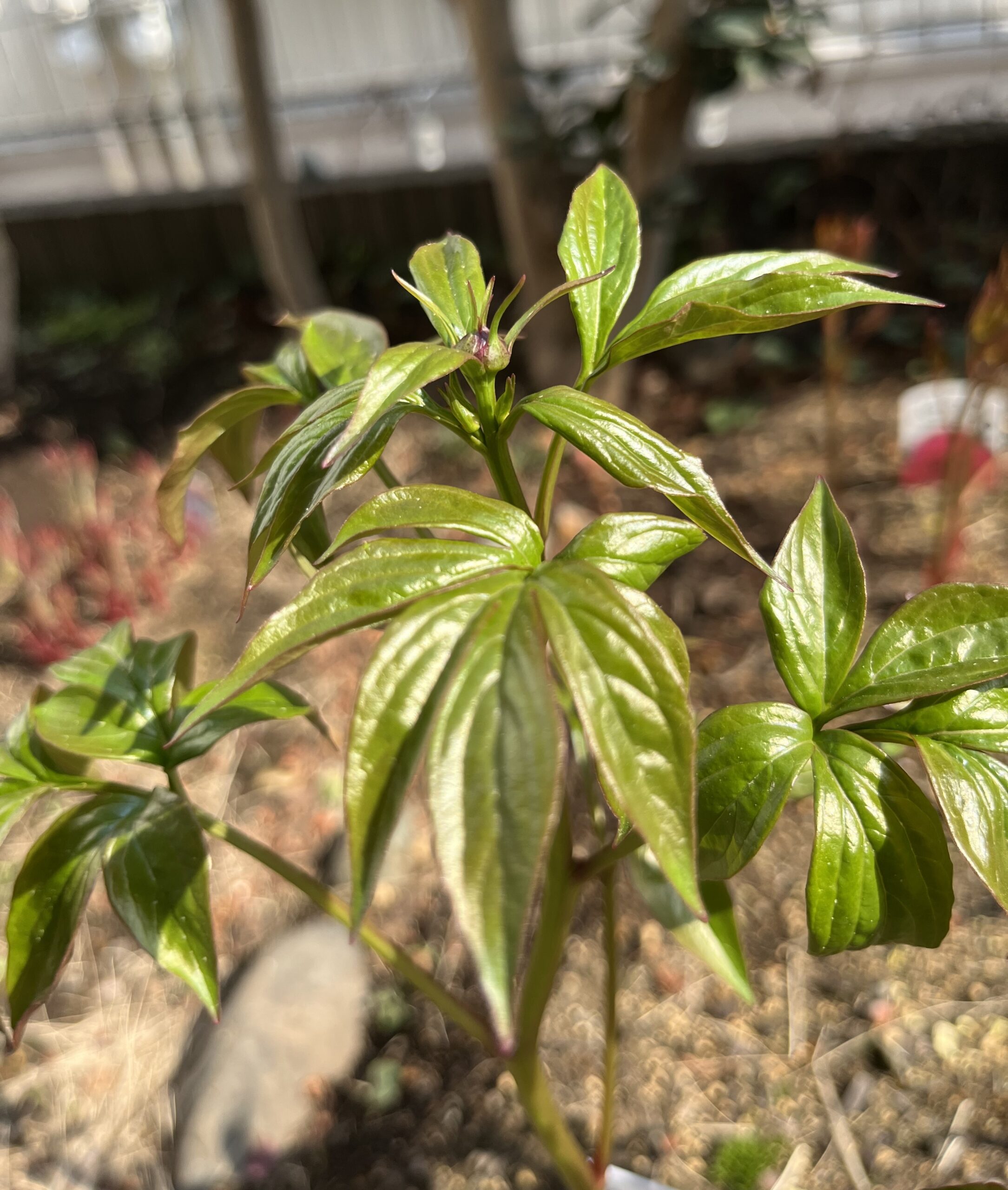 撮影：2026.3.29（日）