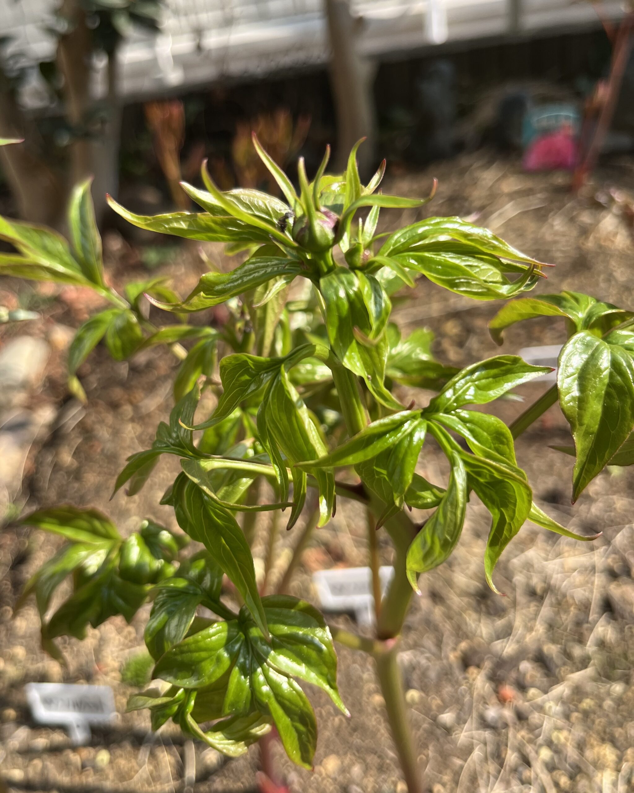 撮影：2026.3.29（日）