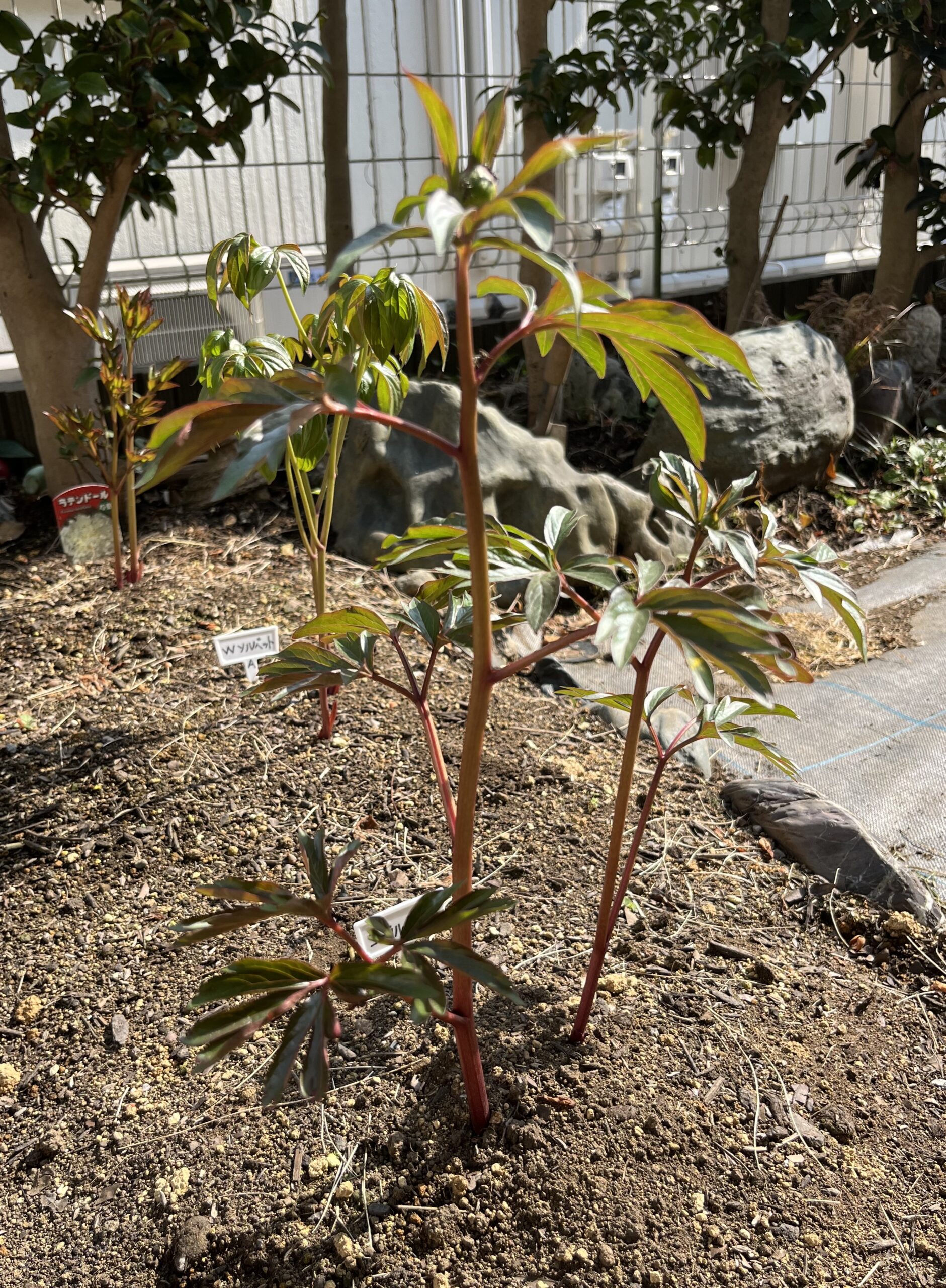 上からではなく、真横から見ても真ん丸の大きな蕾が良く分かる。撮影：2026.3.29（日）