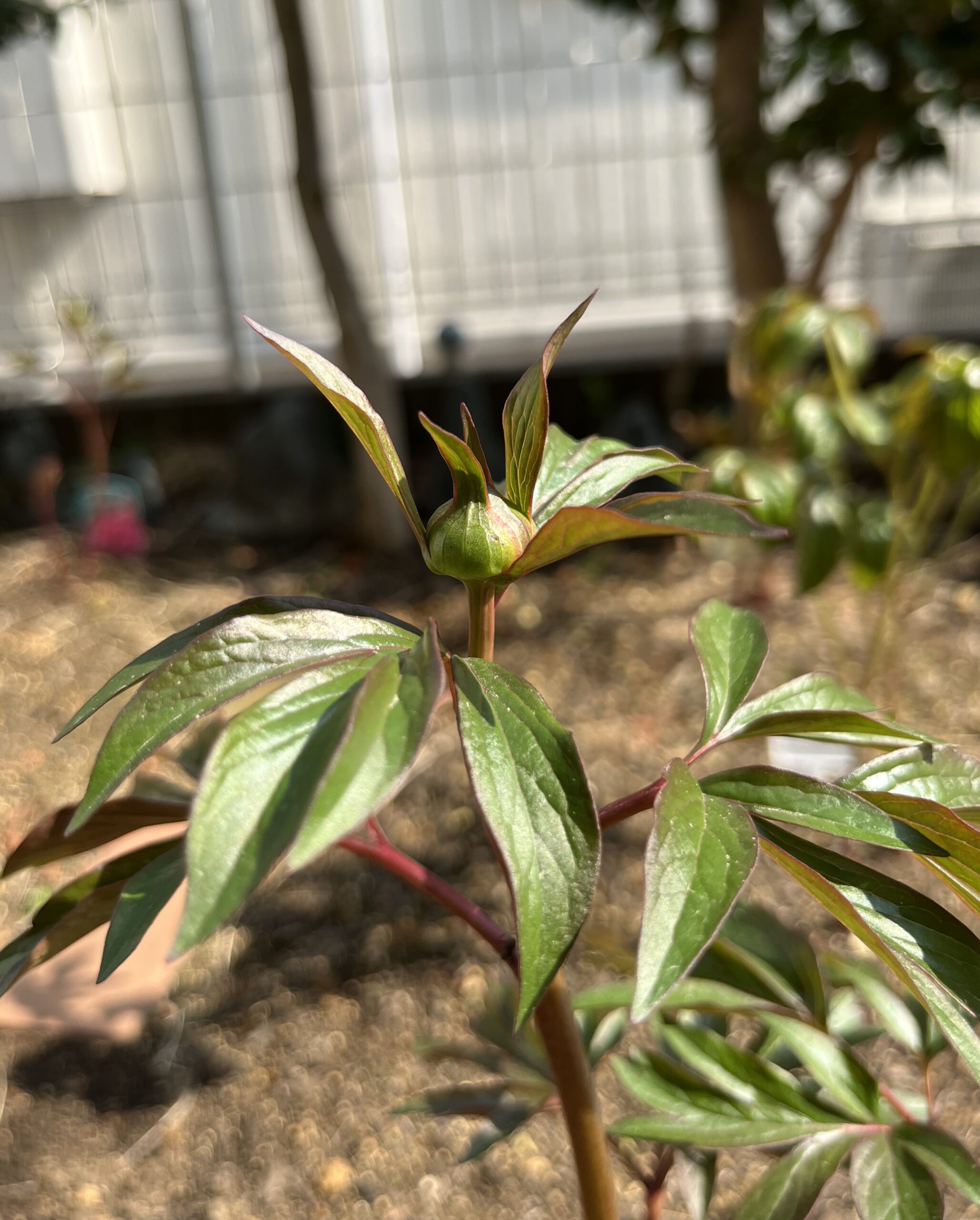 撮影：2026.3.29（日）