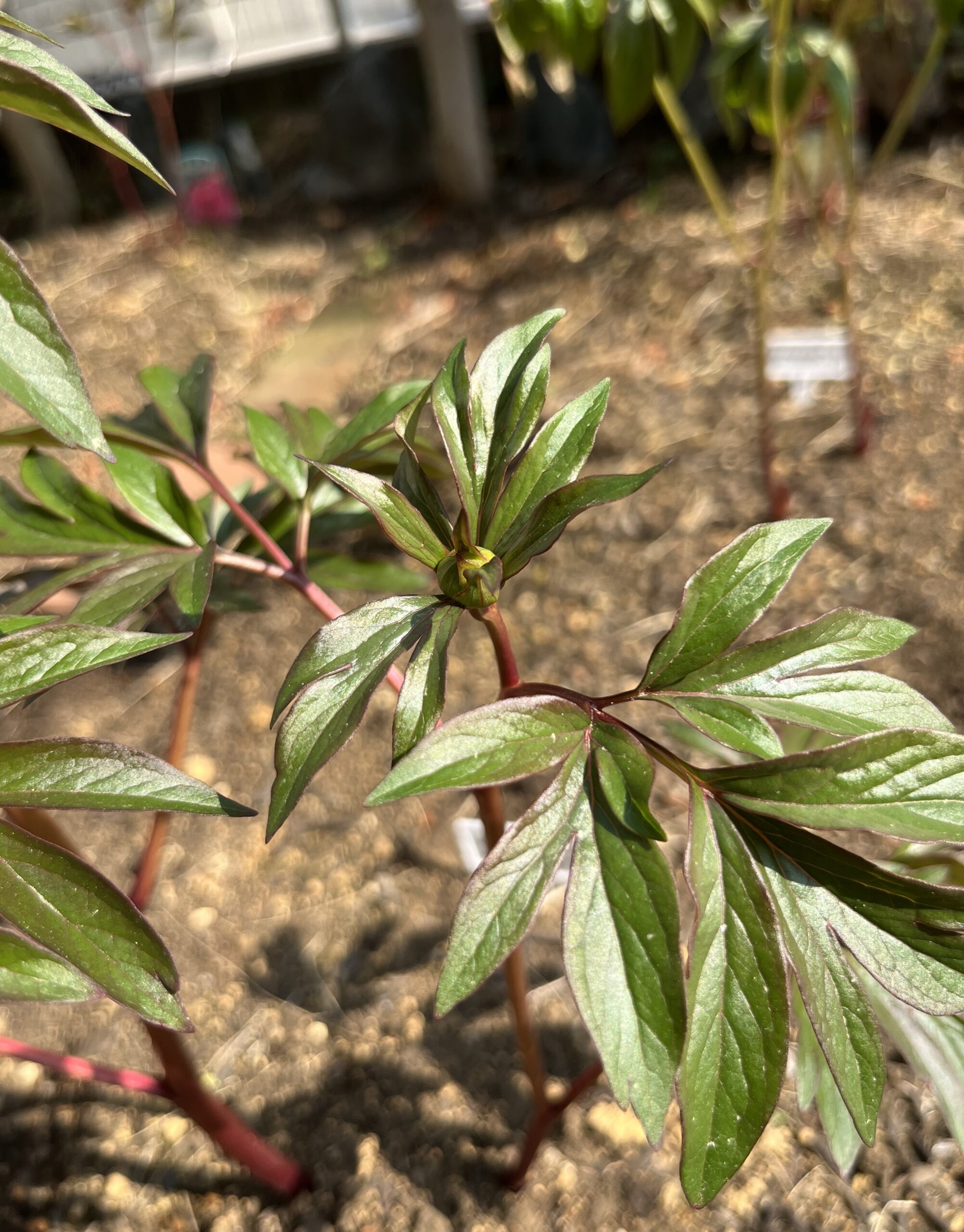 撮影：2026.3.29（日）