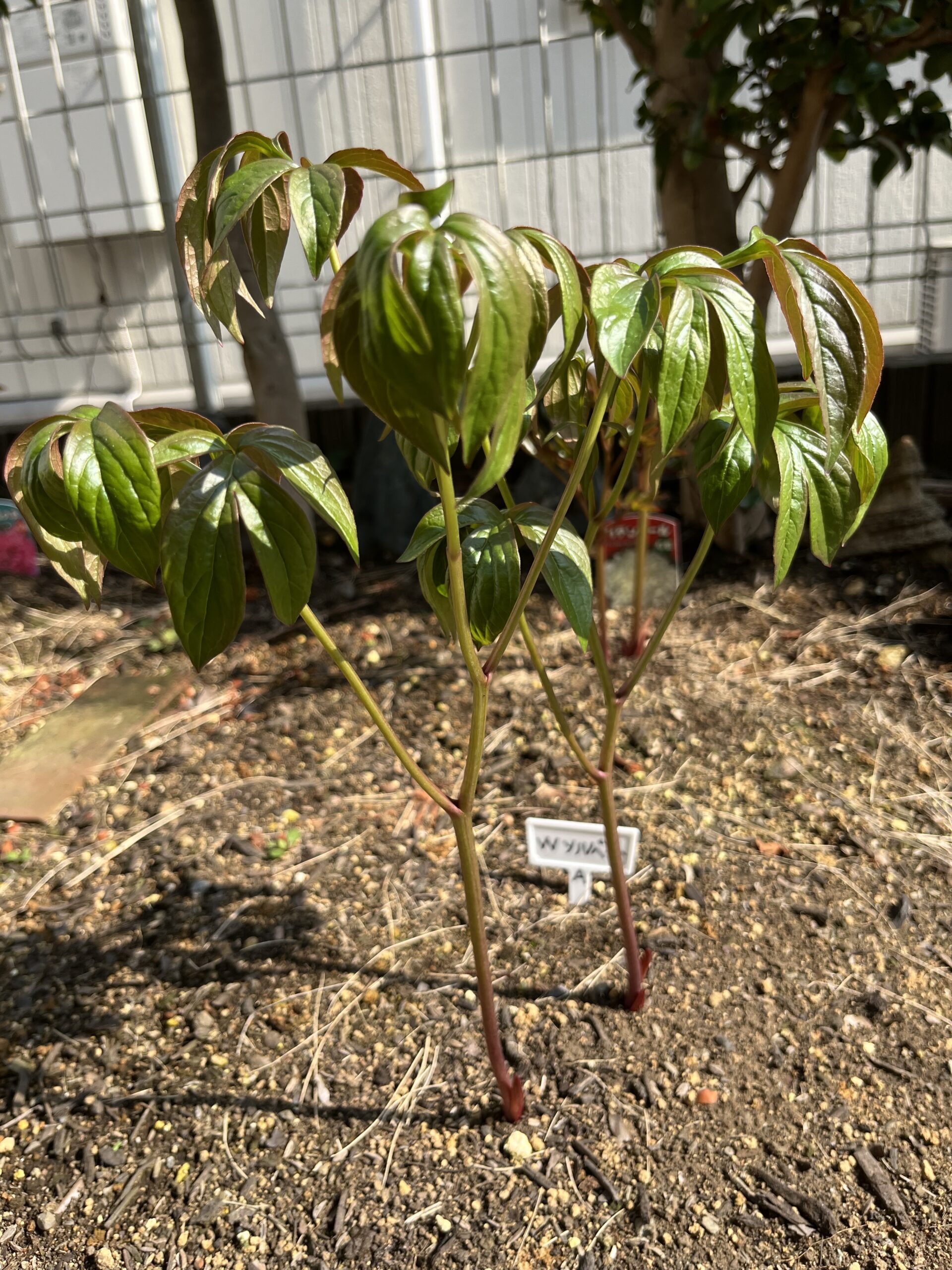 成長が一番早く、最初に葉っぱを広げた「A」には残念ながら蕾はなかった。撮影：2026.3.29（日）
