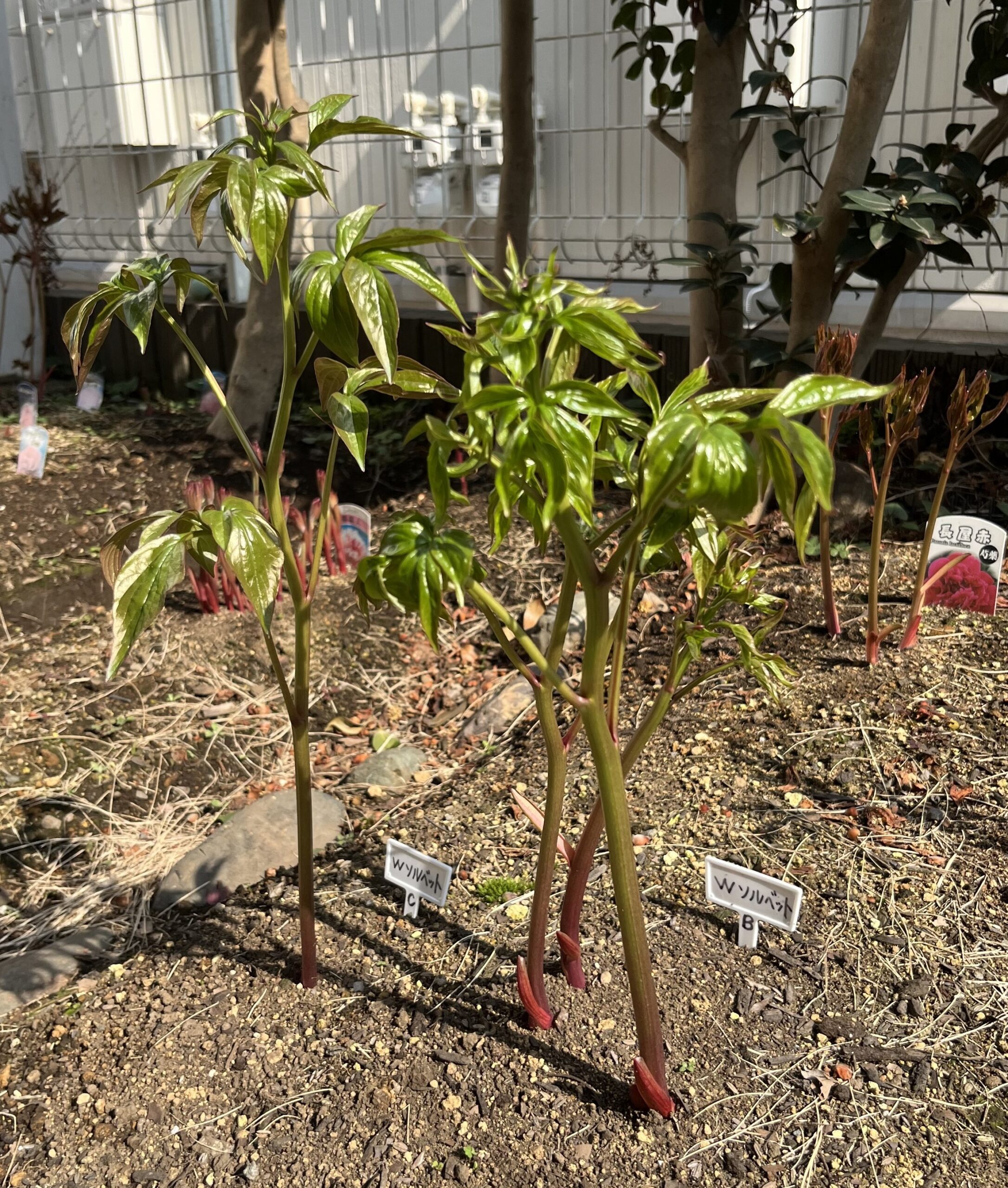 撮影：2026.3.29（日）