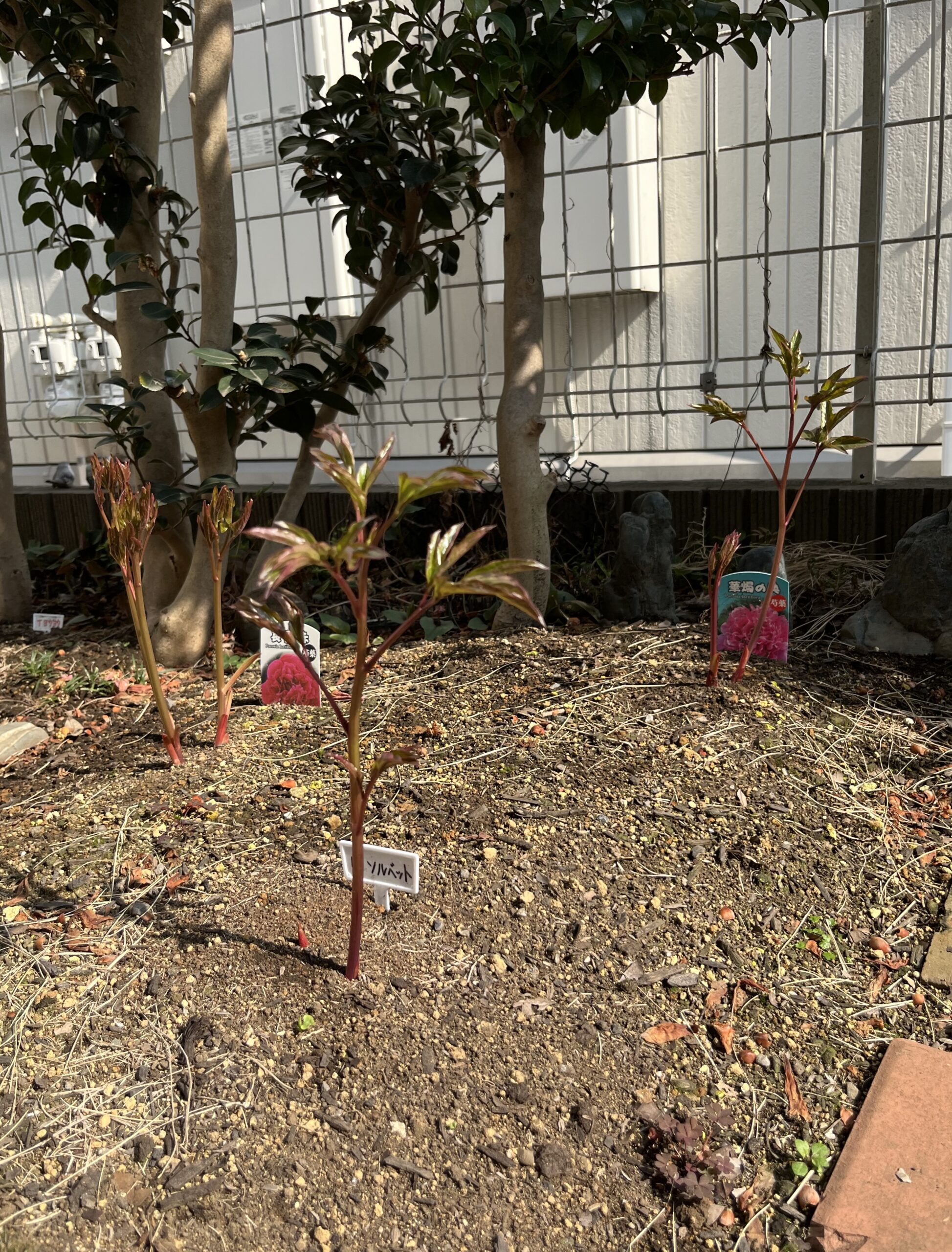 撮影：2026.3.29（日）