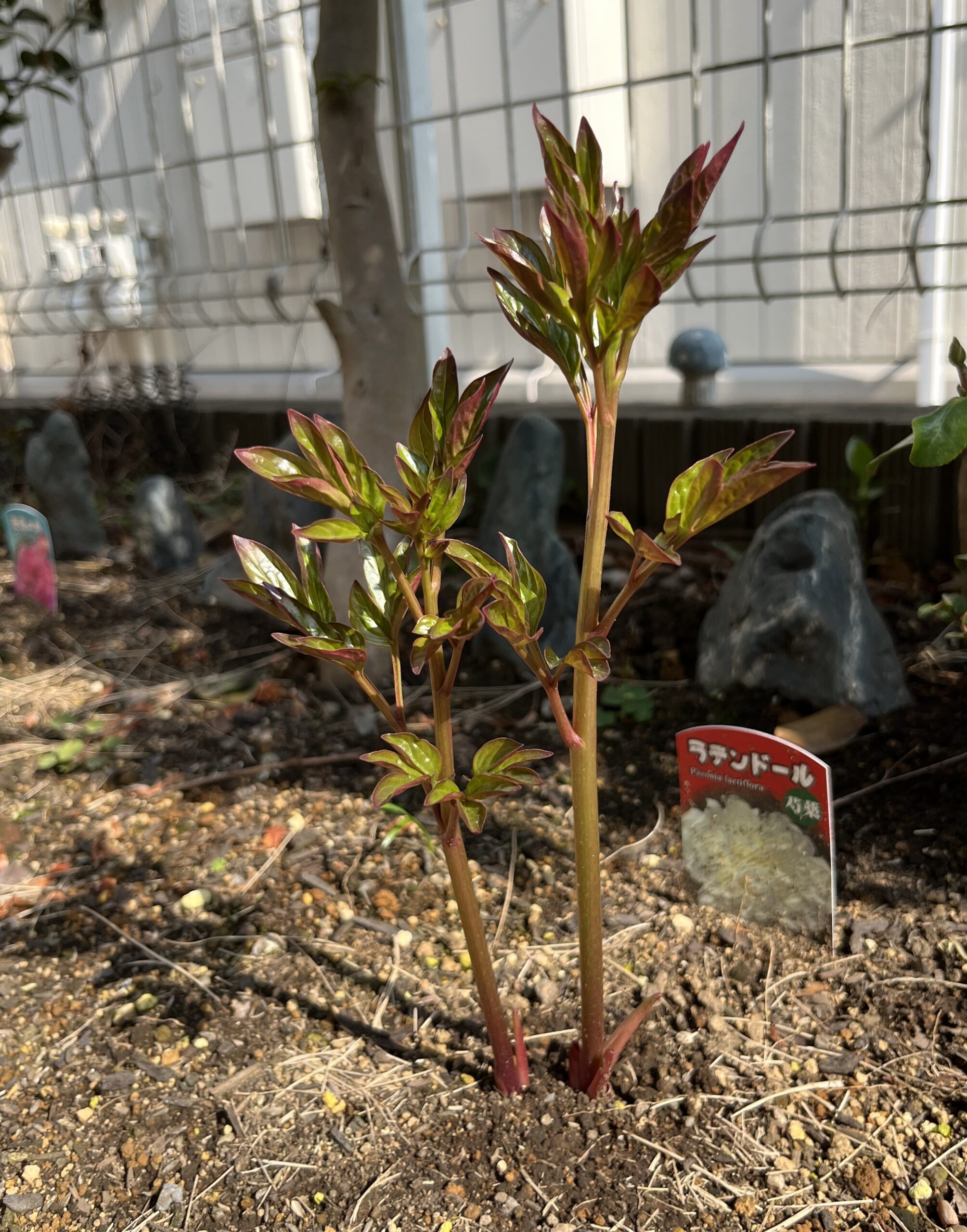 撮影：2026.3.29（日）