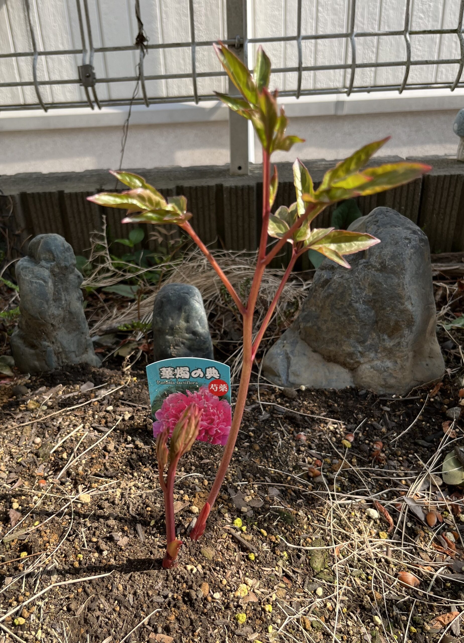 撮影：2026.3.29（日）