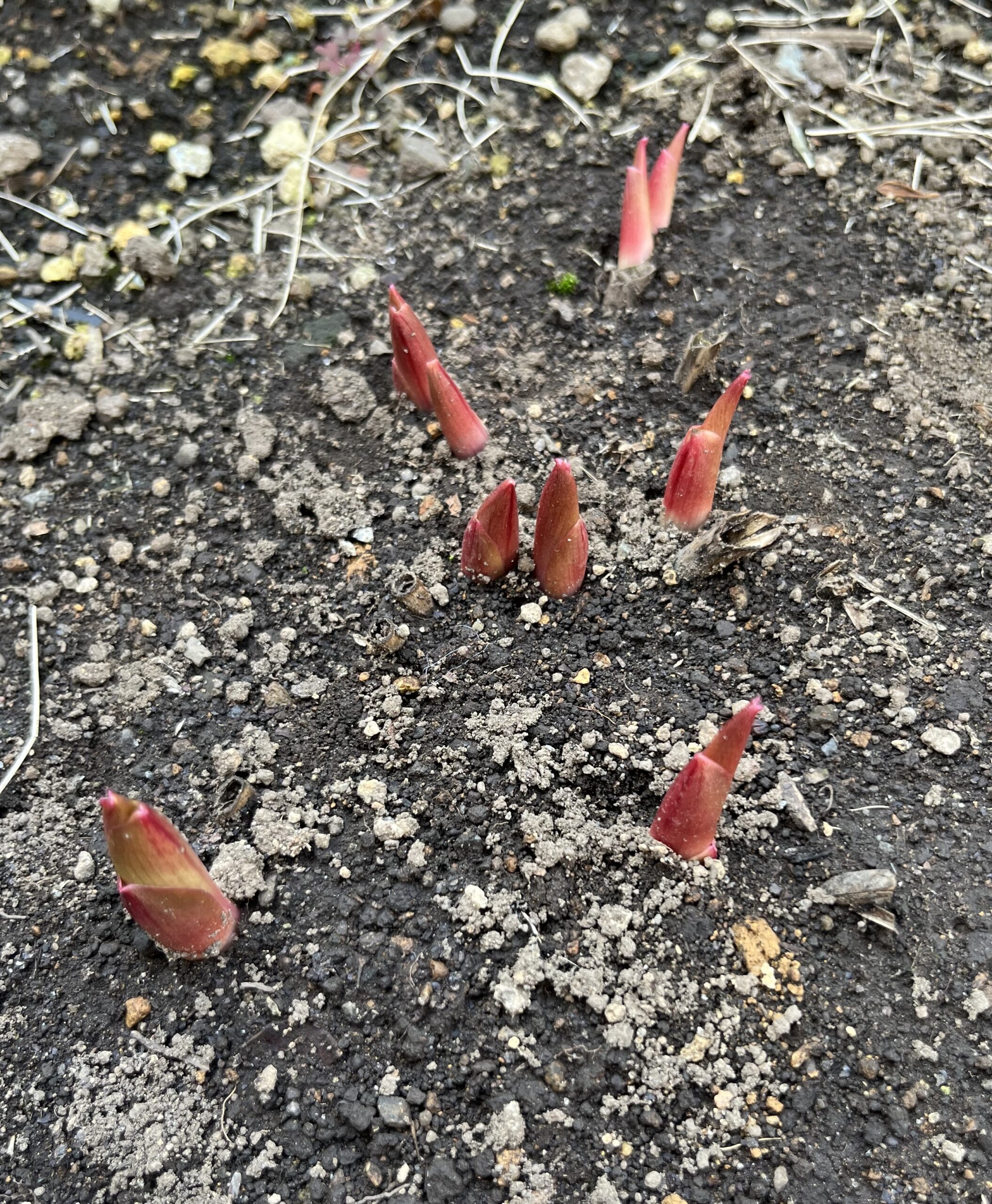 撮影：2026.3.29（日）