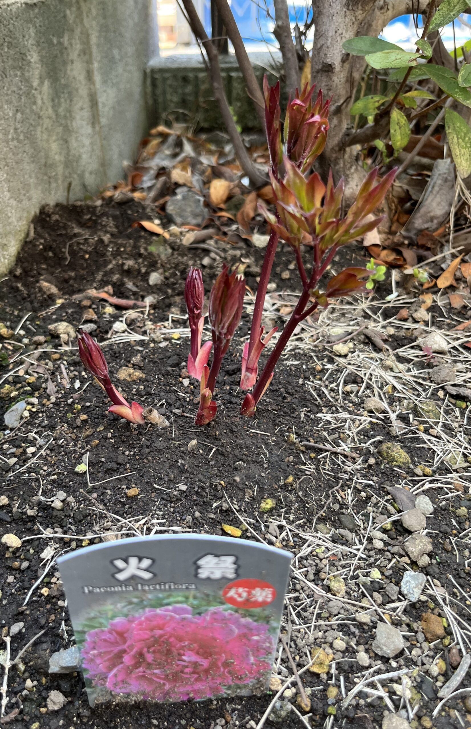 撮影：2026.3.29（日）