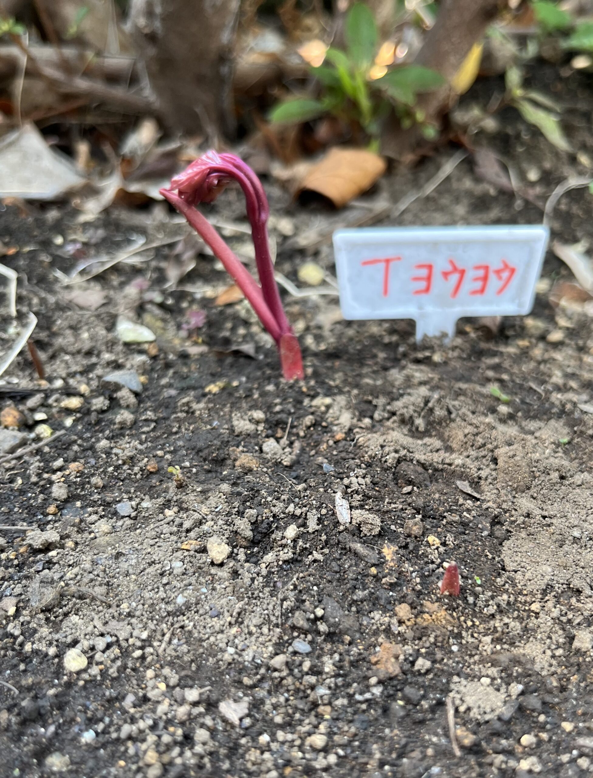 撮影：2026.3.29（日）