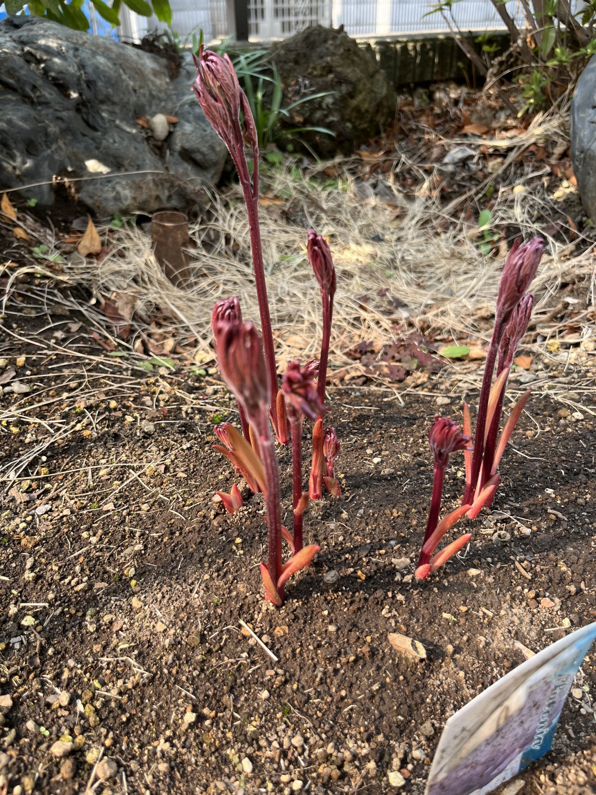 撮影：2026.3.29（日）