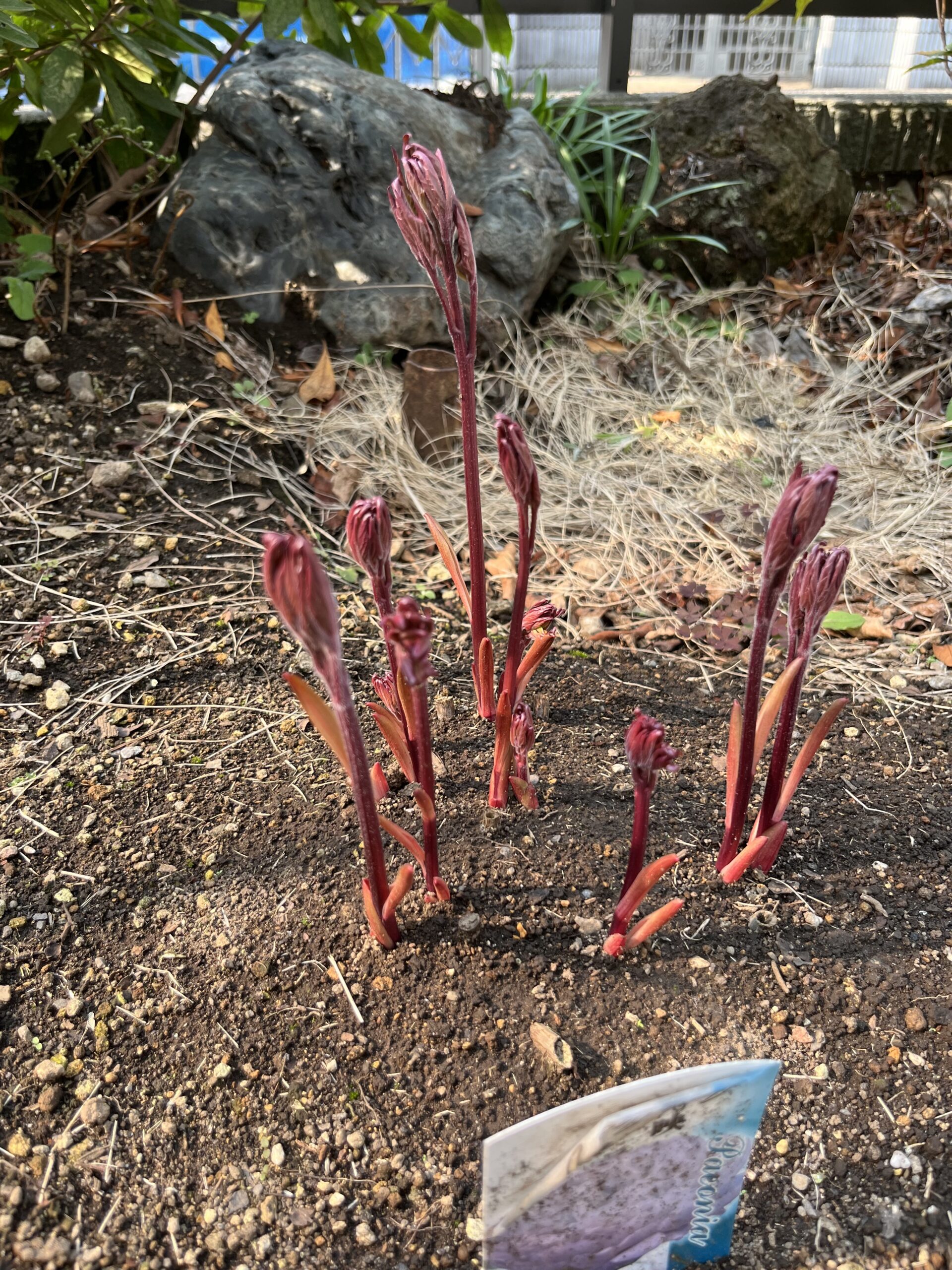 撮影：2026.3.29（日）