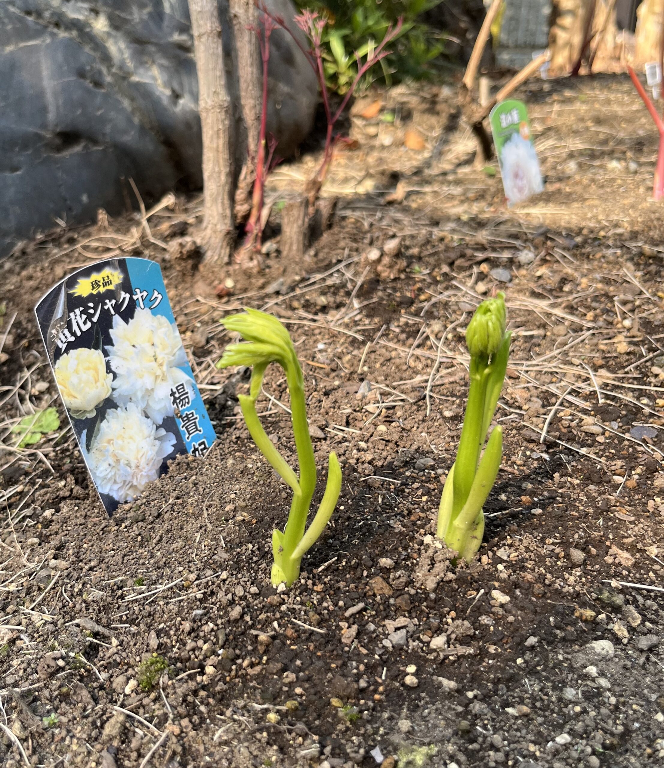 撮影：2026.3.29（日）