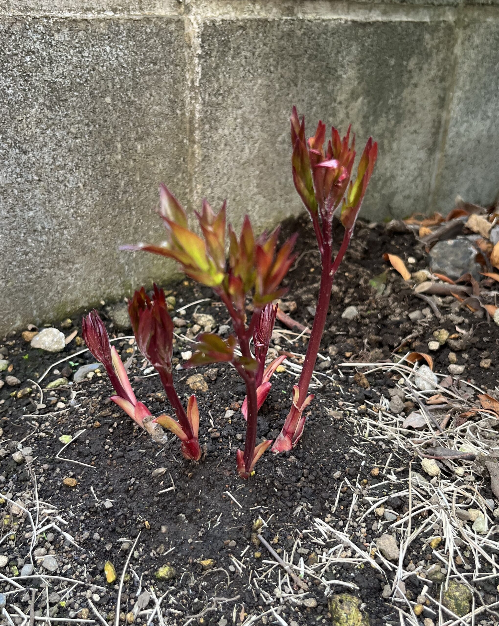 撮影：2026.3.29（日）