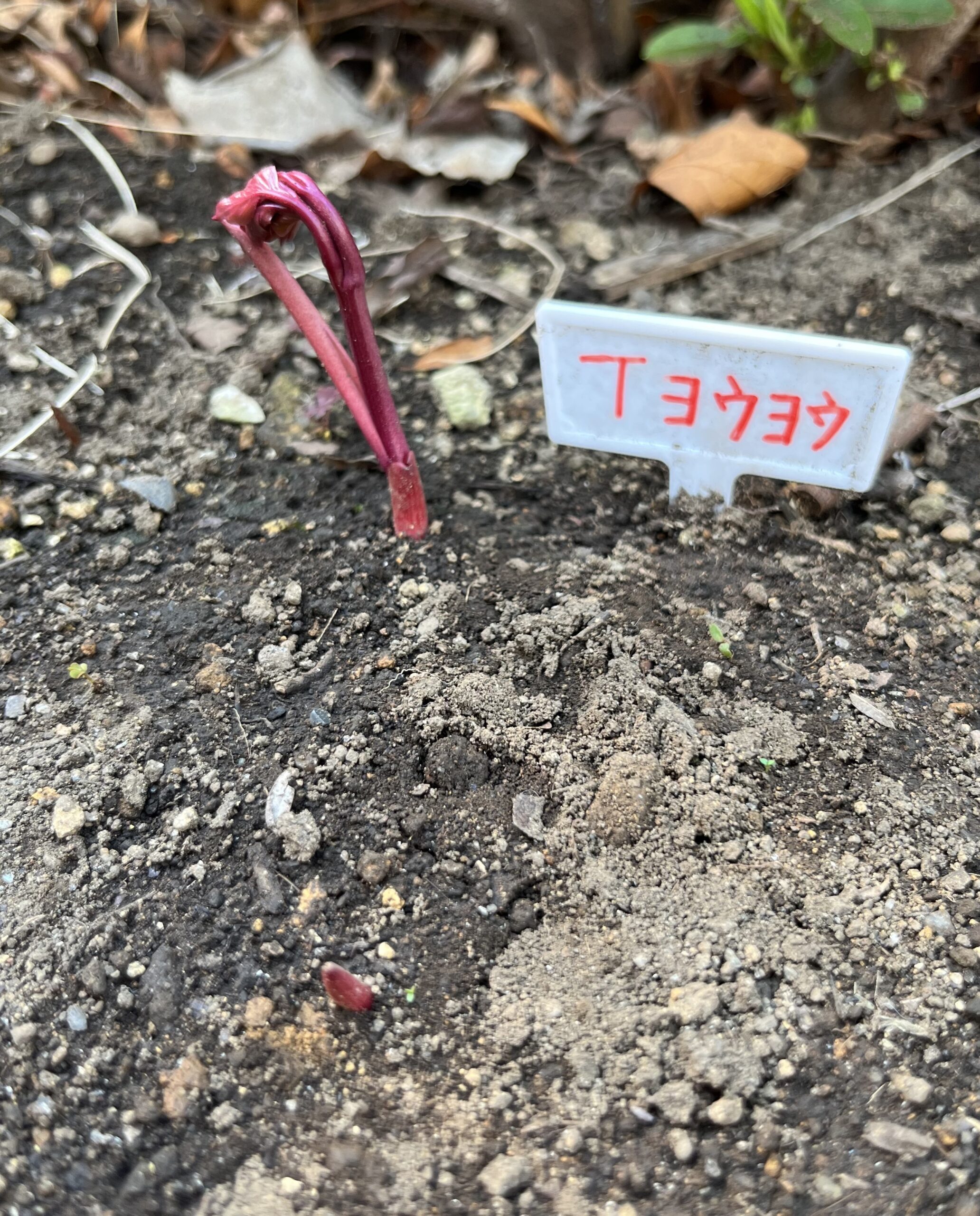 撮影：2026.3.29（日）