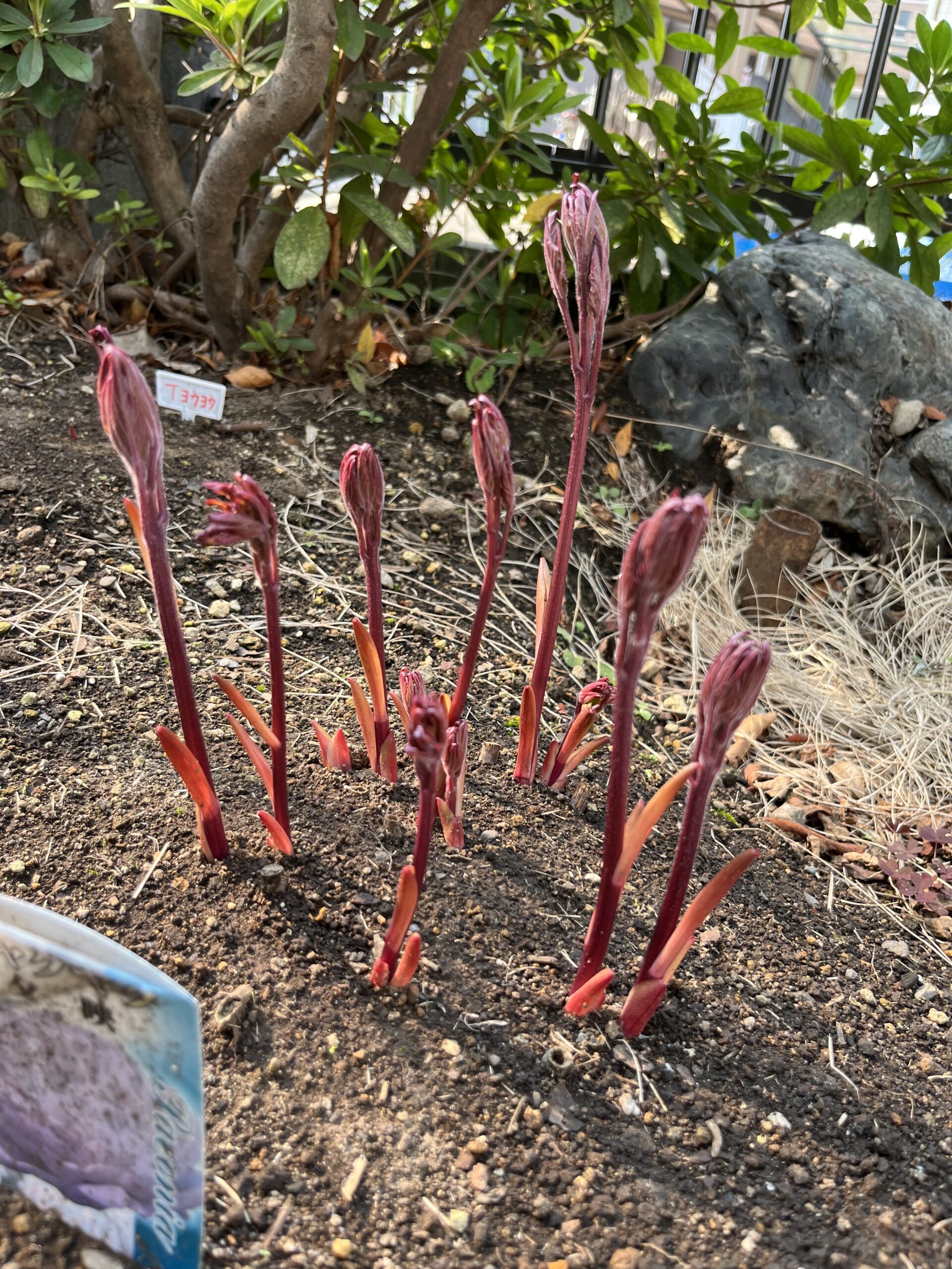 撮影：2026.3.29（日）