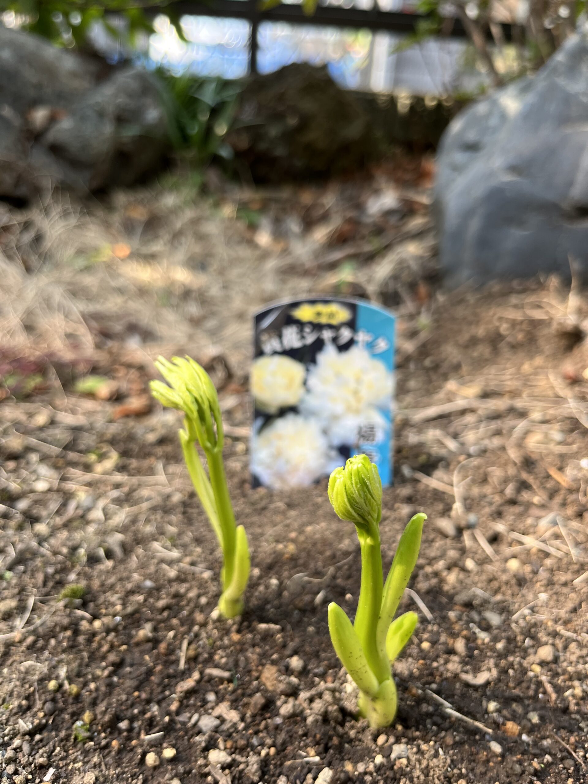 撮影：2026.3.29（日）