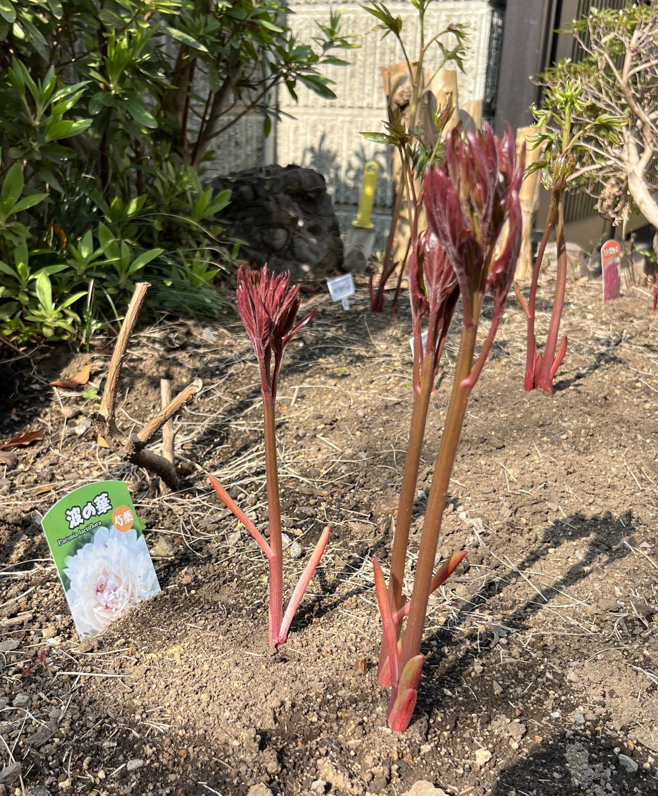 撮影：2026.3.29（日）