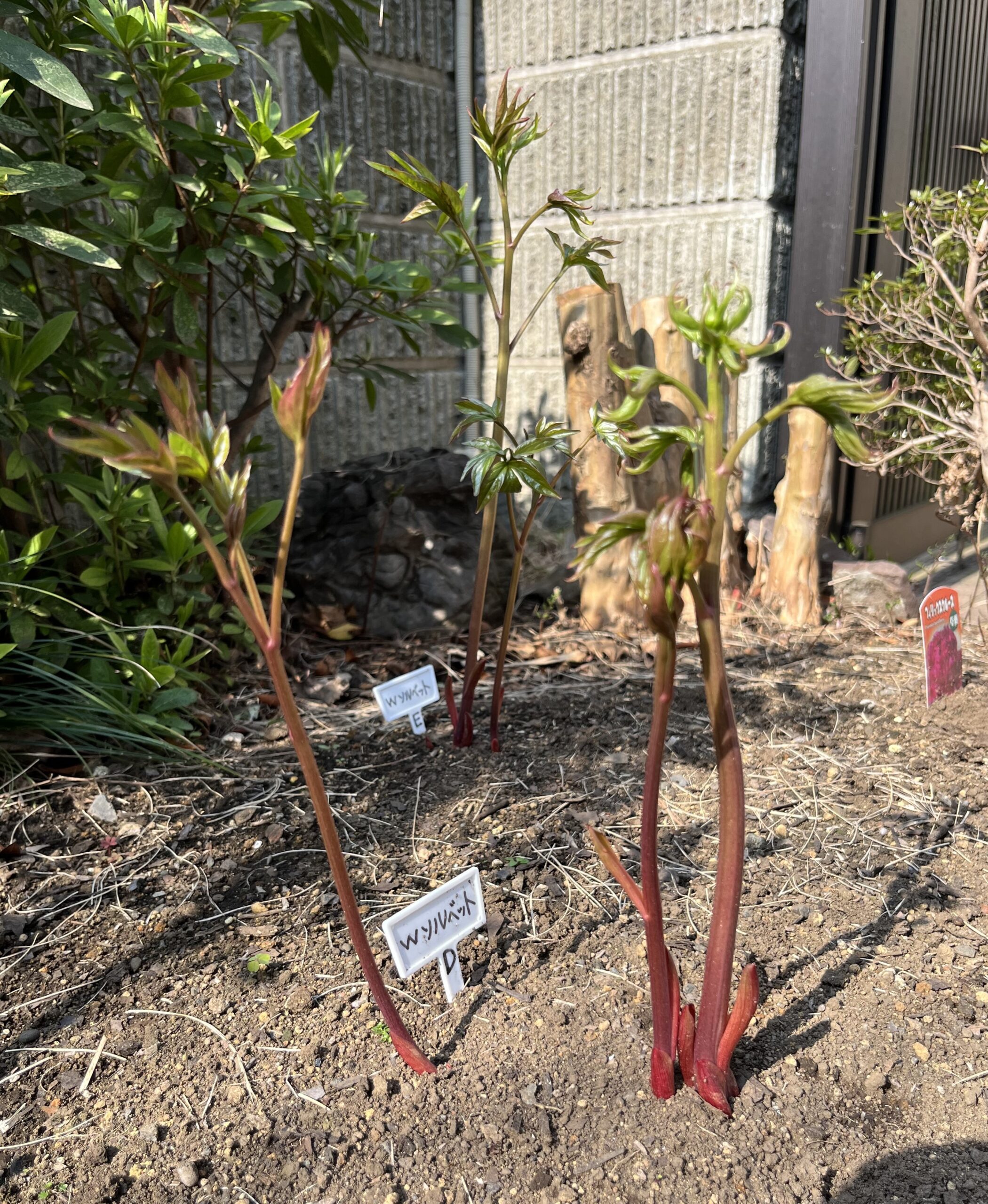 撮影：2026.3.29（日）